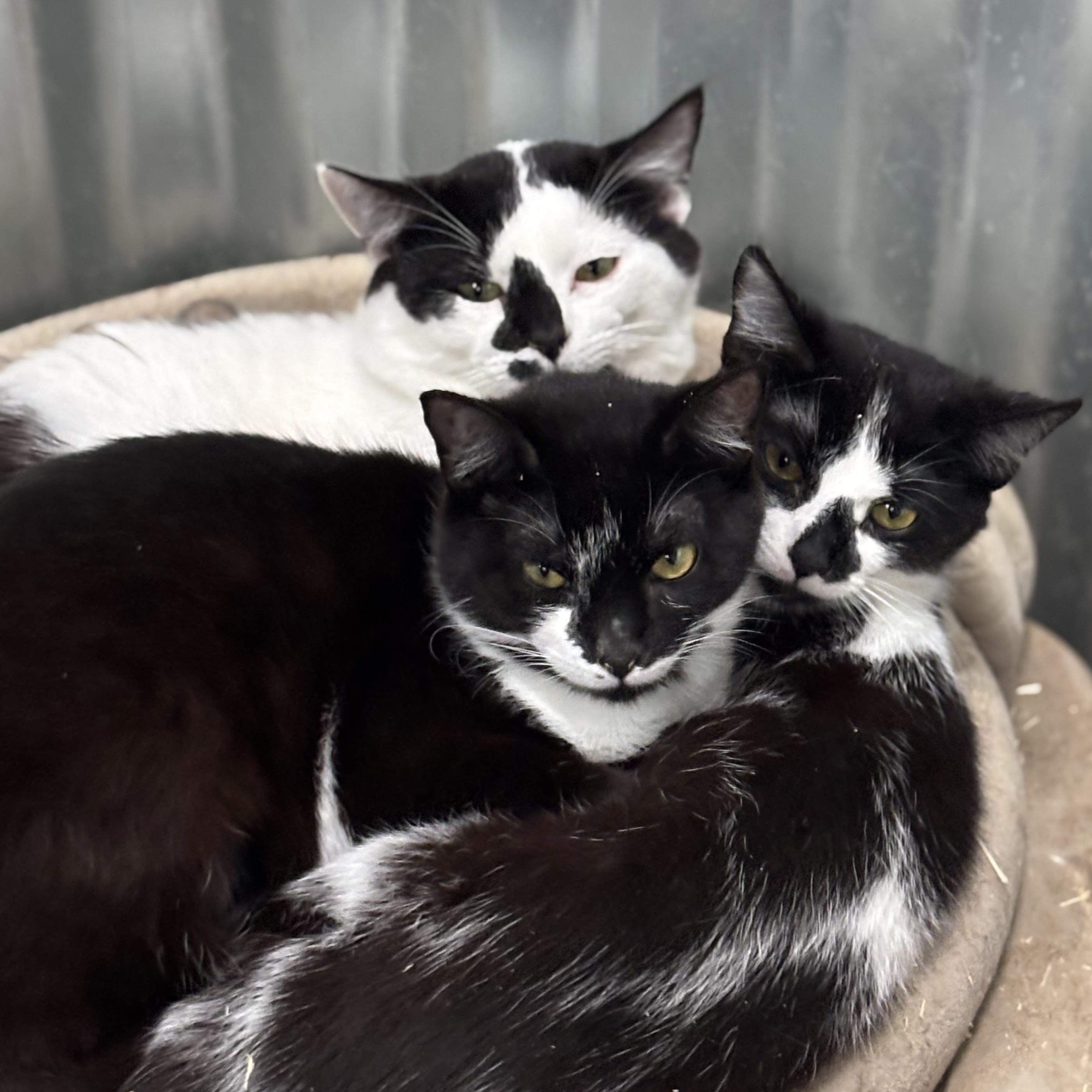 Enlarge Moo, an adoptable Domestic Short Hair in San Diego, CA image 2/4