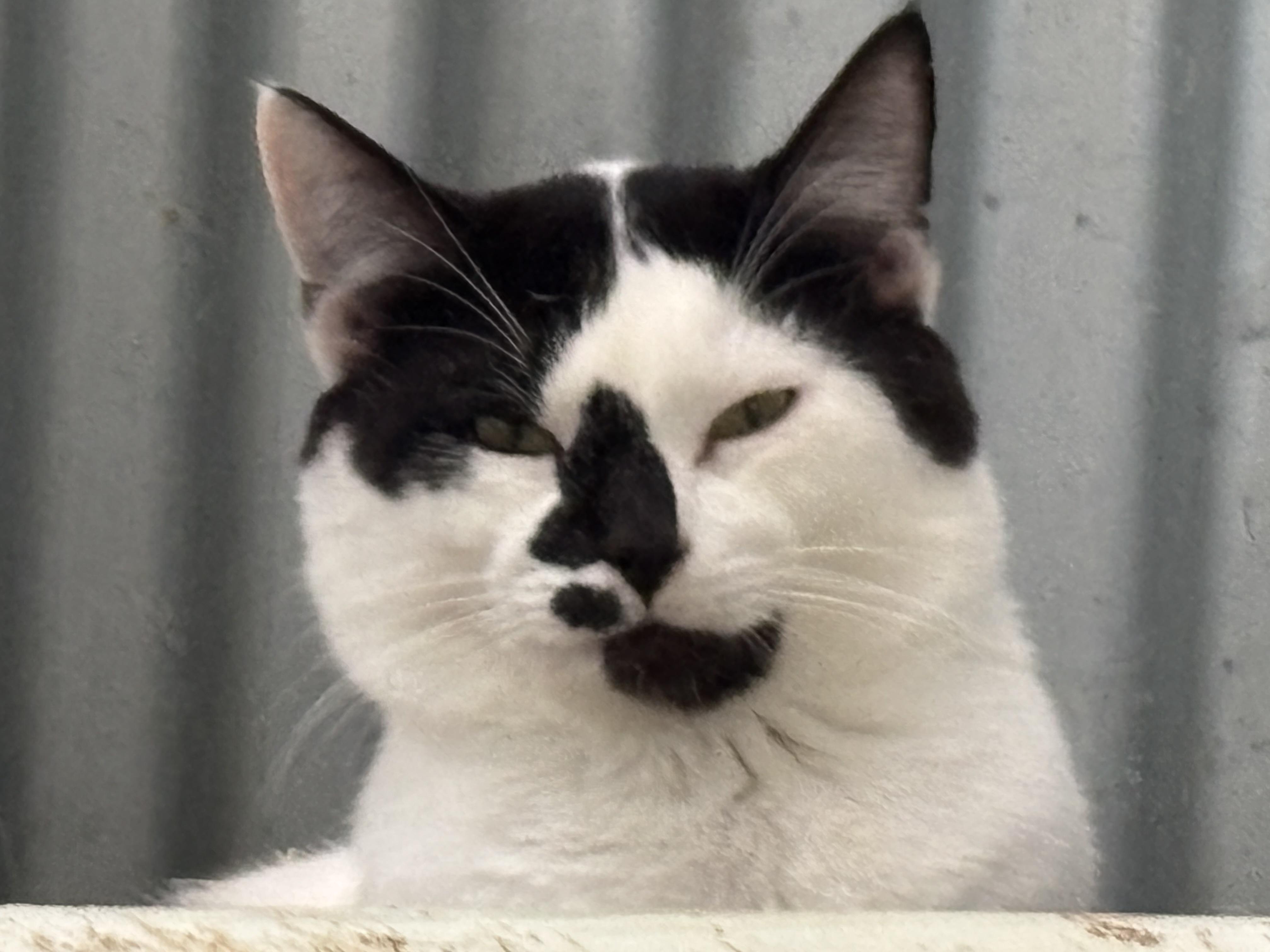 Moo, adoptable, Young Male Domestic Short Hair.