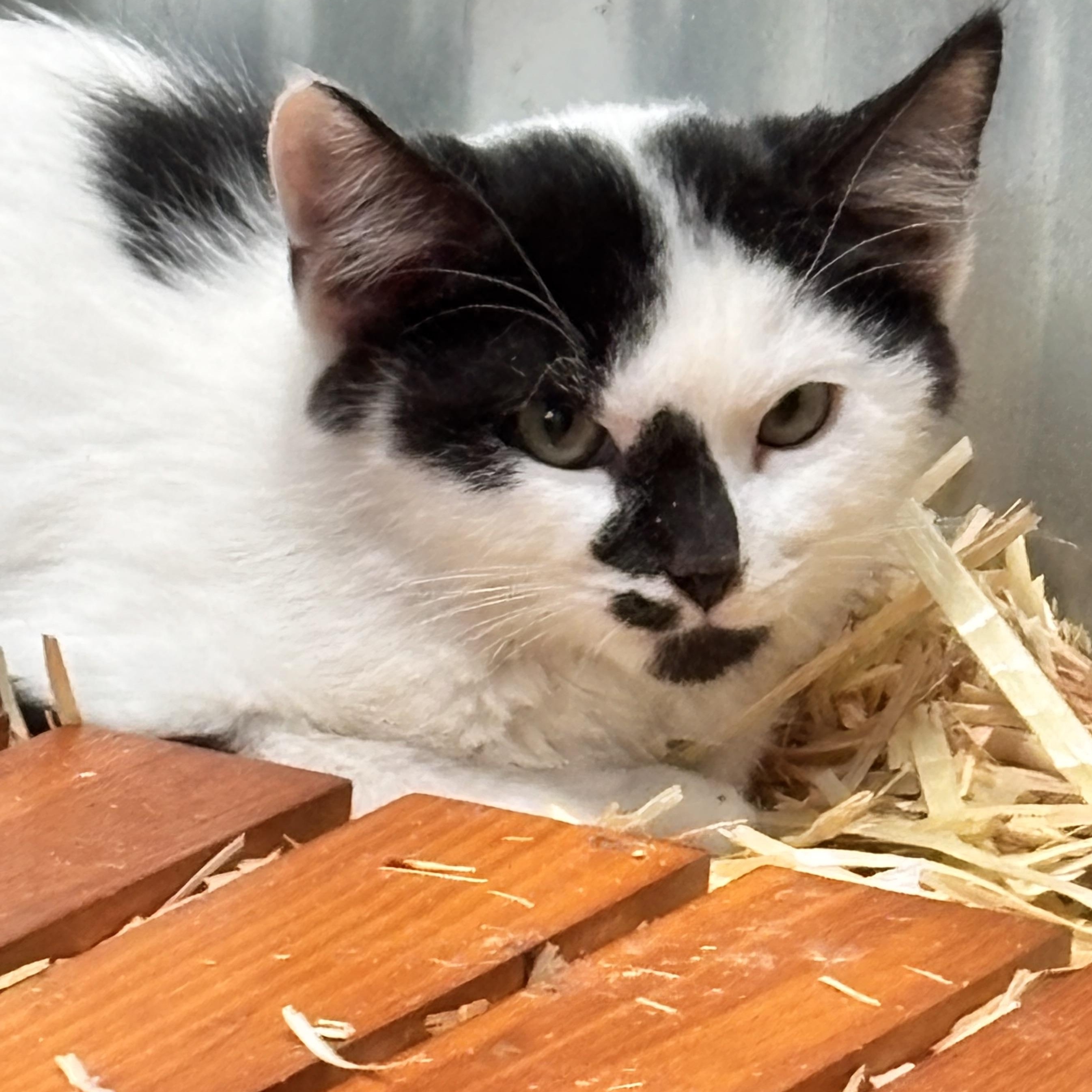 Enlarge Moo, an adoptable Domestic Short Hair in San Diego, CA image 2/3