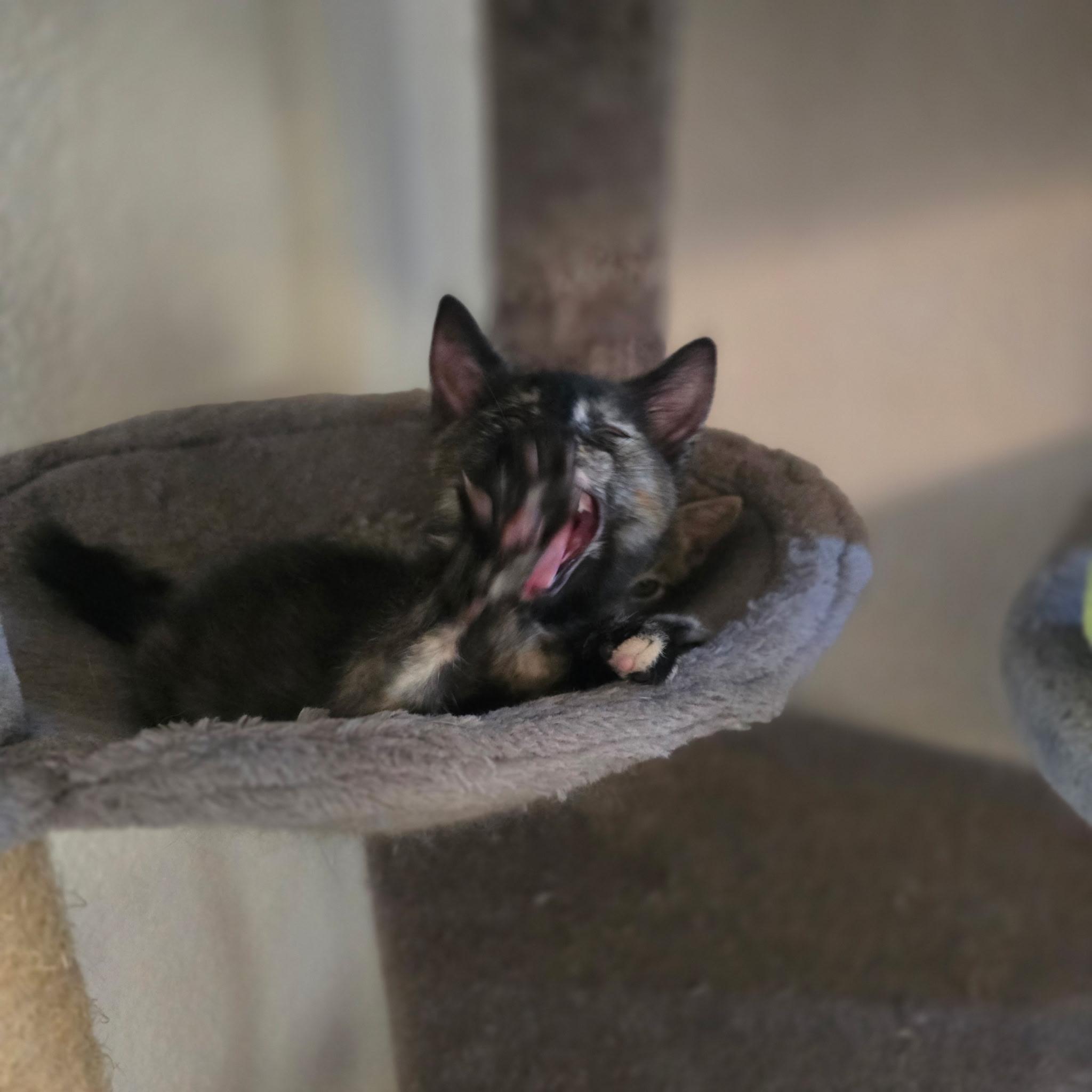 Enlarge Sapphire, an adopted Tortoiseshell in Hayward, CA image 2/4