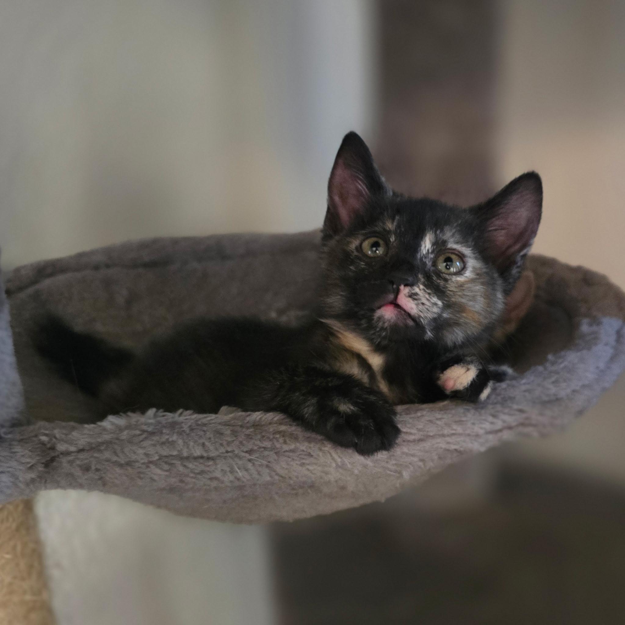 Enlarge Sapphire, an adopted Tortoiseshell in Hayward, CA image 4/4