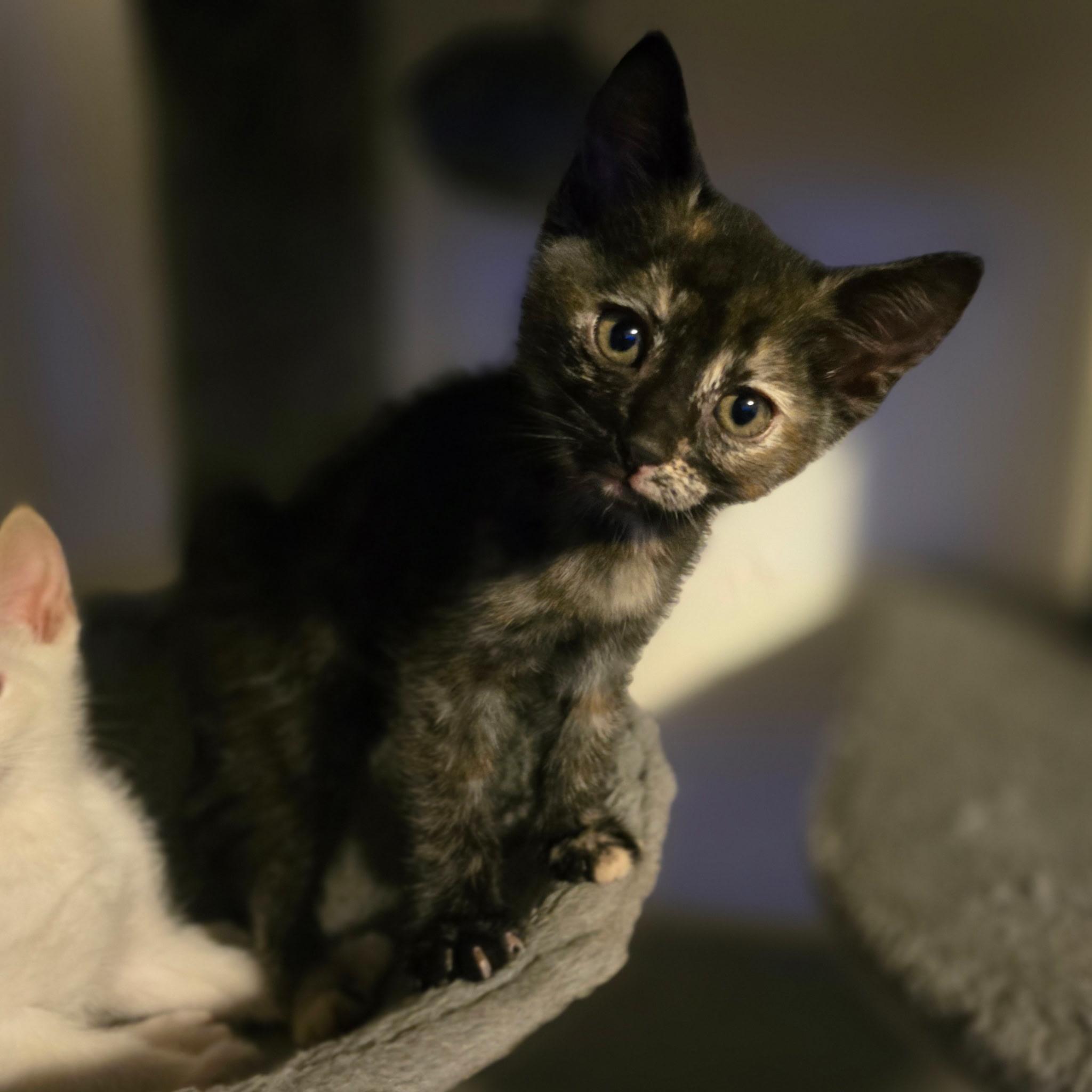 Sapphire, adopted, Kitten Female Tortoiseshell.