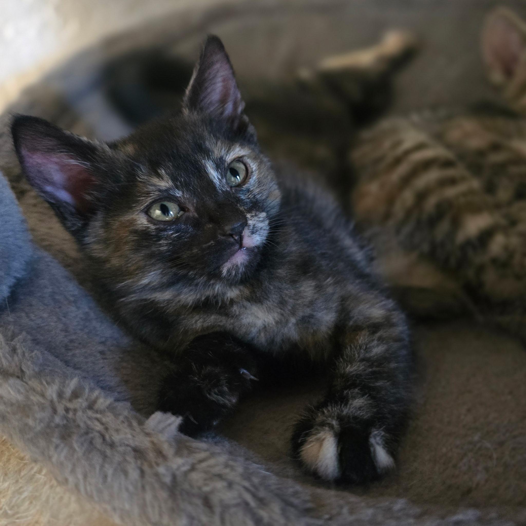 Enlarge Sapphire, an adopted Tortoiseshell in Hayward, CA image 3/4