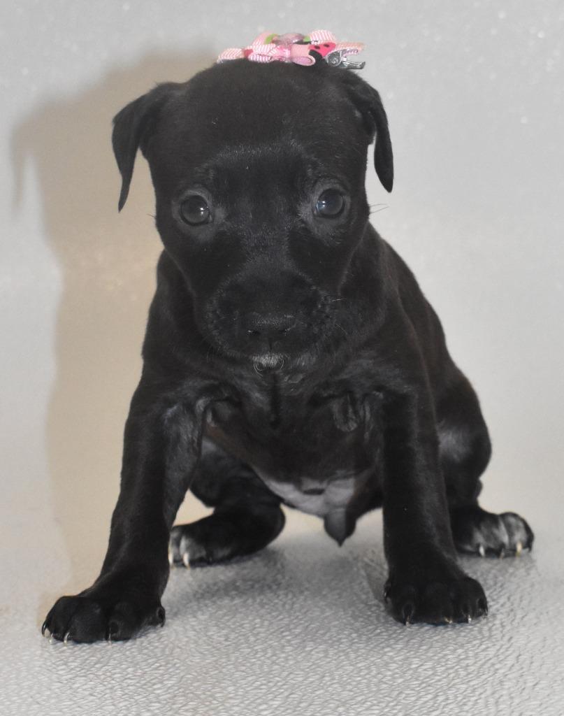 Enlarge Glitterspark, a Adoptable Terrier in Springfield, OH image 2/5