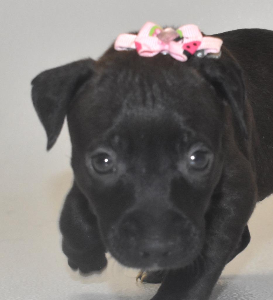 Enlarge Glitterspark, a Adoptable Terrier in Springfield, OH image 3/5