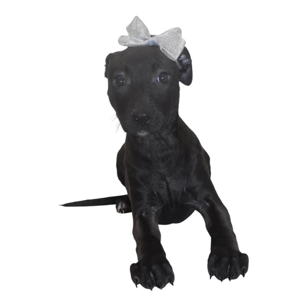Enlarge Glitterspark, a Adoptable Terrier in Springfield, OH image 4/5