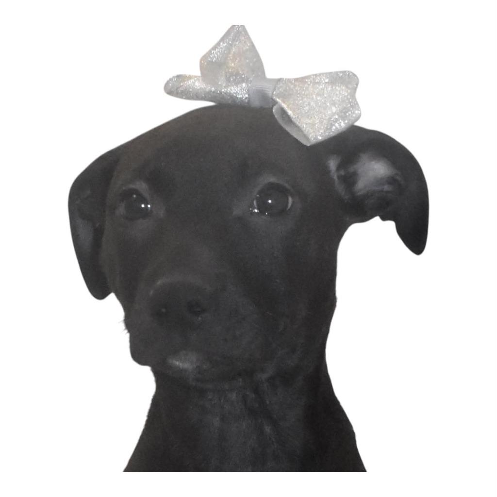Enlarge Glitterspark, a Adoptable Terrier in Springfield, OH image 5/5