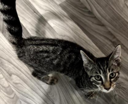 Enlarge Cori, a Adoptable American Shorthair in Evans City, PA image 1/2