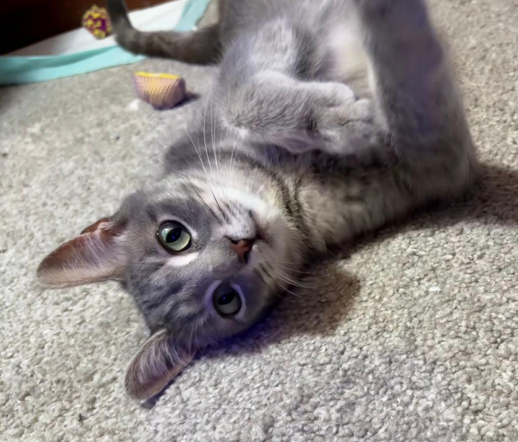 Annie, Adoptable, Kitten Female Domestic Short Hair.
