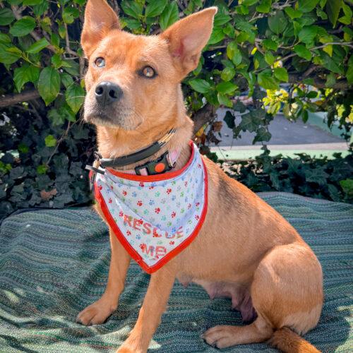 Enlarge COOKIE, a Adoptable mixed breed in San Juan Capistrano, CA image 3/5