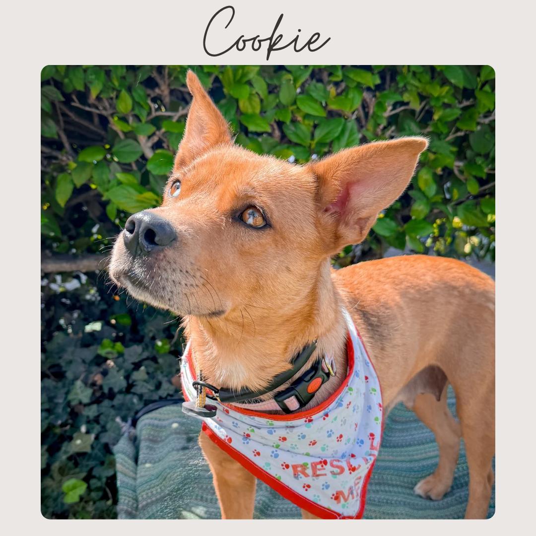 Enlarge COOKIE, a Adoptable mixed breed in San Juan Capistrano, CA image 2/4