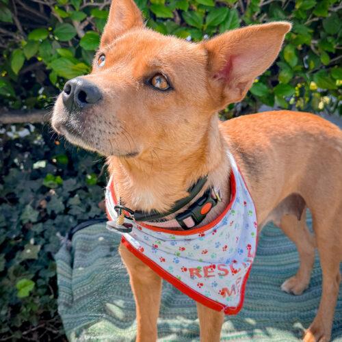 Enlarge COOKIE, a Adoptable mixed breed in San Juan Capistrano, CA image 4/5