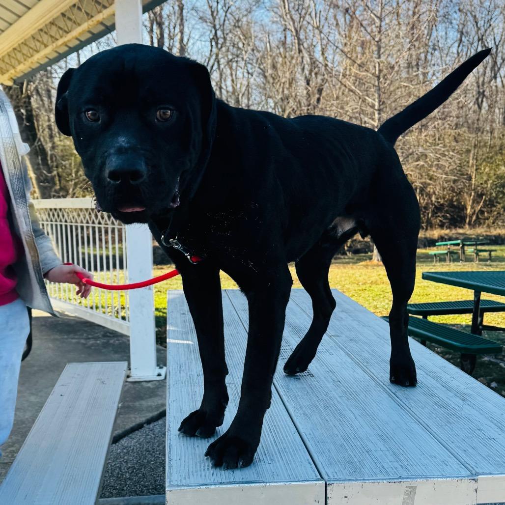 Enlarge Derek, a Adoptable mixed breed in Belleville, IL image 1/6