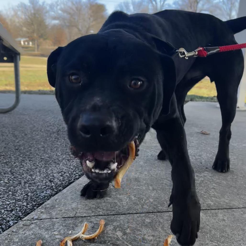 Enlarge Derek, a Adoptable mixed breed in Belleville, IL image 3/6
