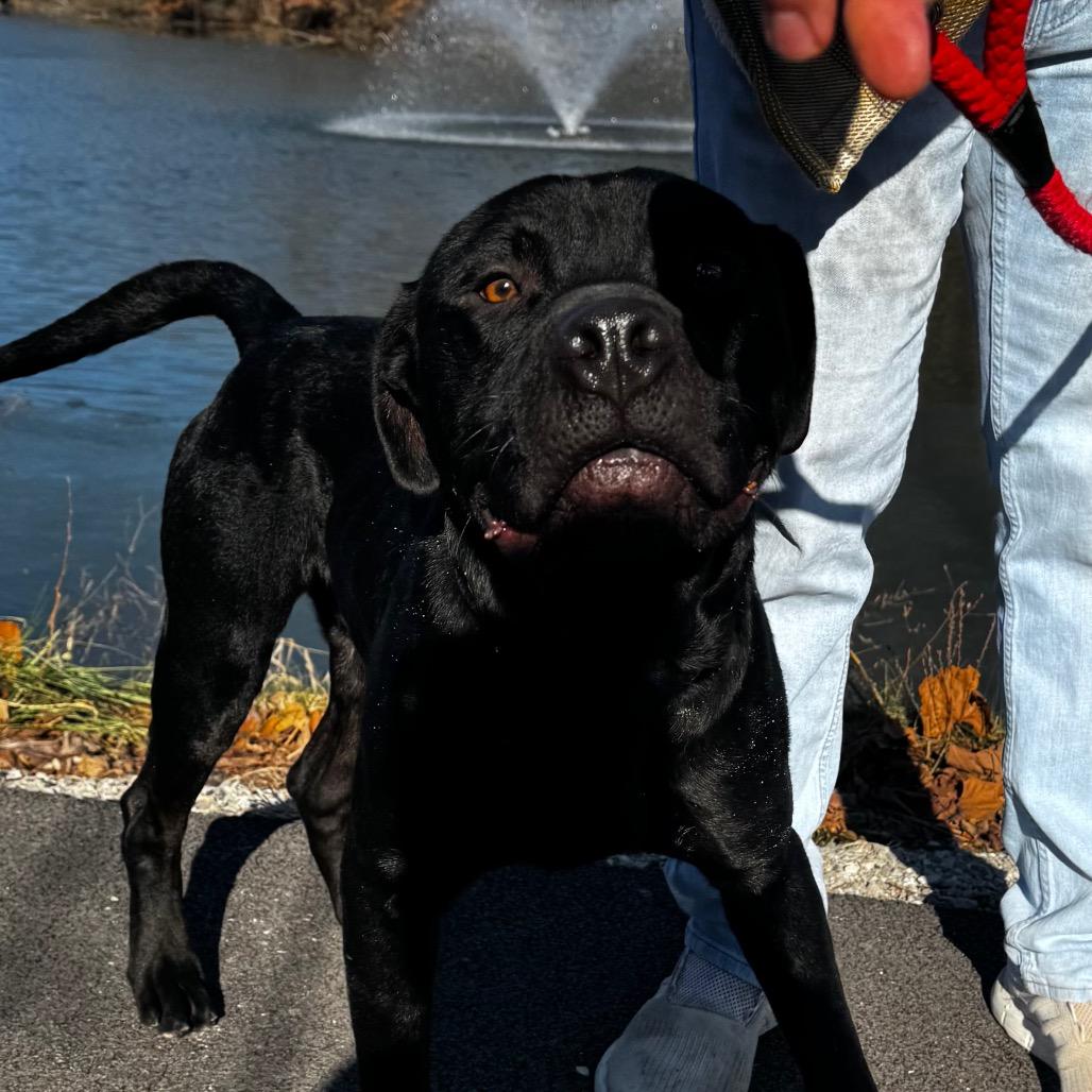 Enlarge Derek, a Adoptable mixed breed in Belleville, IL image 4/6