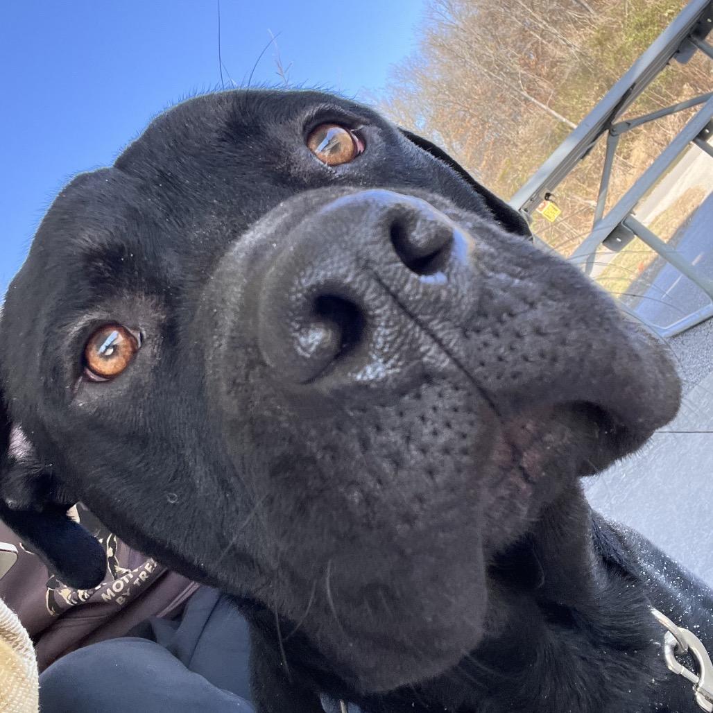 Enlarge Derek, a Adoptable mixed breed in Belleville, IL image 5/6