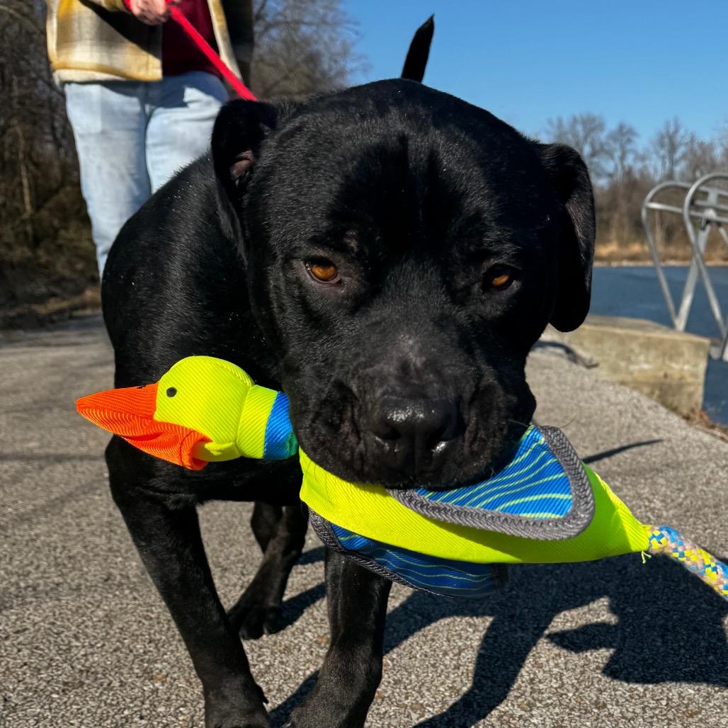 Enlarge Derek, a Adoptable mixed breed in Belleville, IL image 6/6