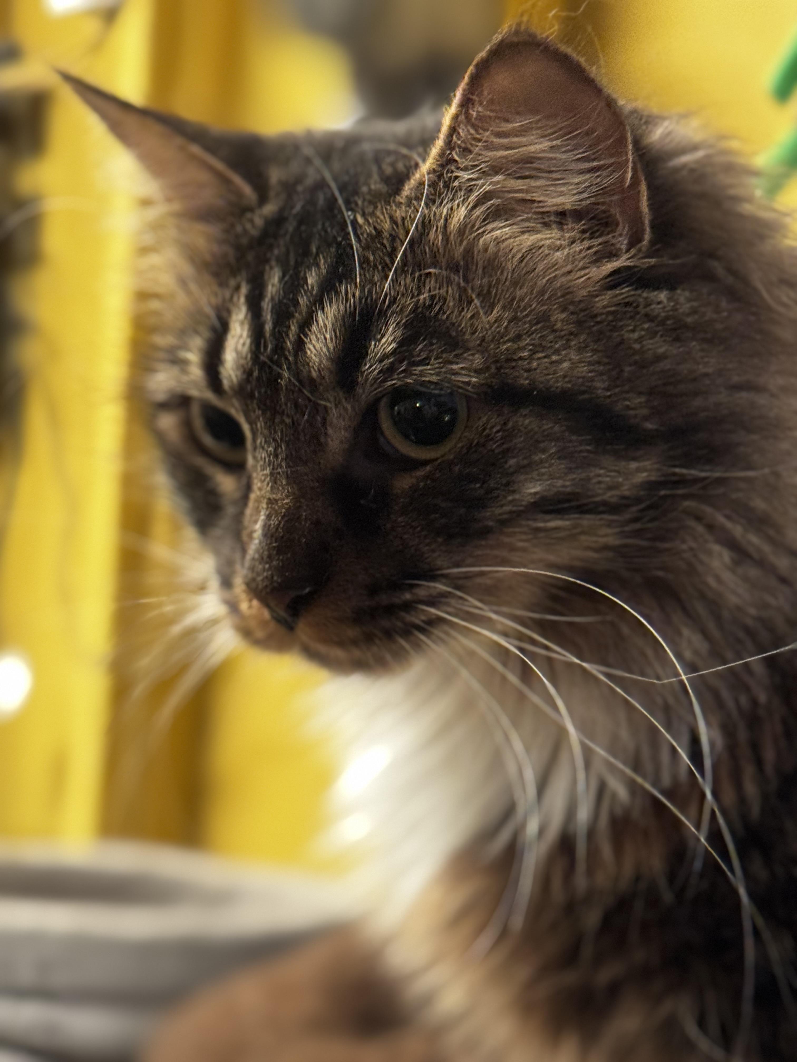 Enlarge Tortellini, a ADOPTABLE Domestic Long Hair in MABLETON, GA image 4/5