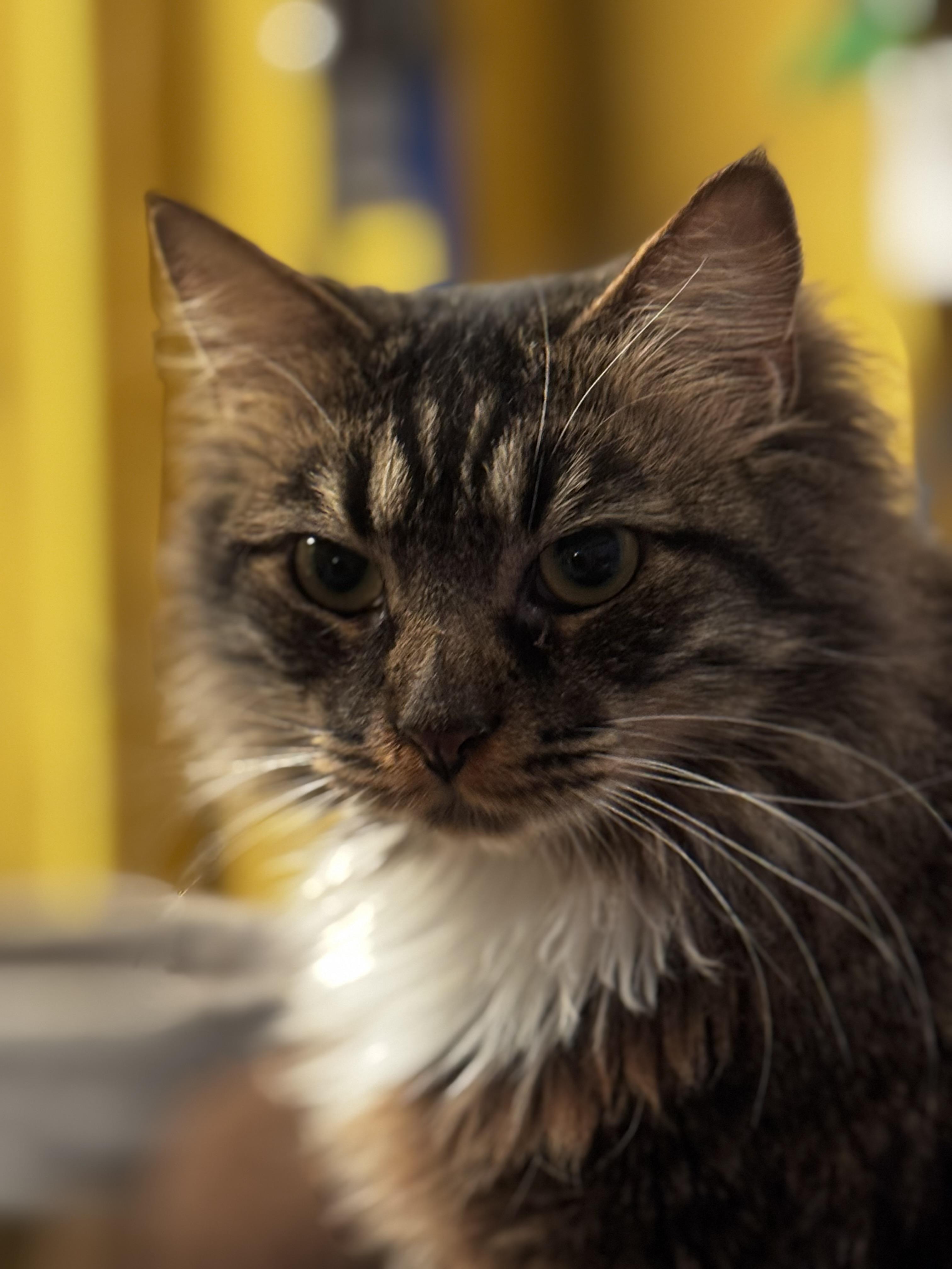 Enlarge Tortellini, a ADOPTABLE Domestic Long Hair in MABLETON, GA image 2/5