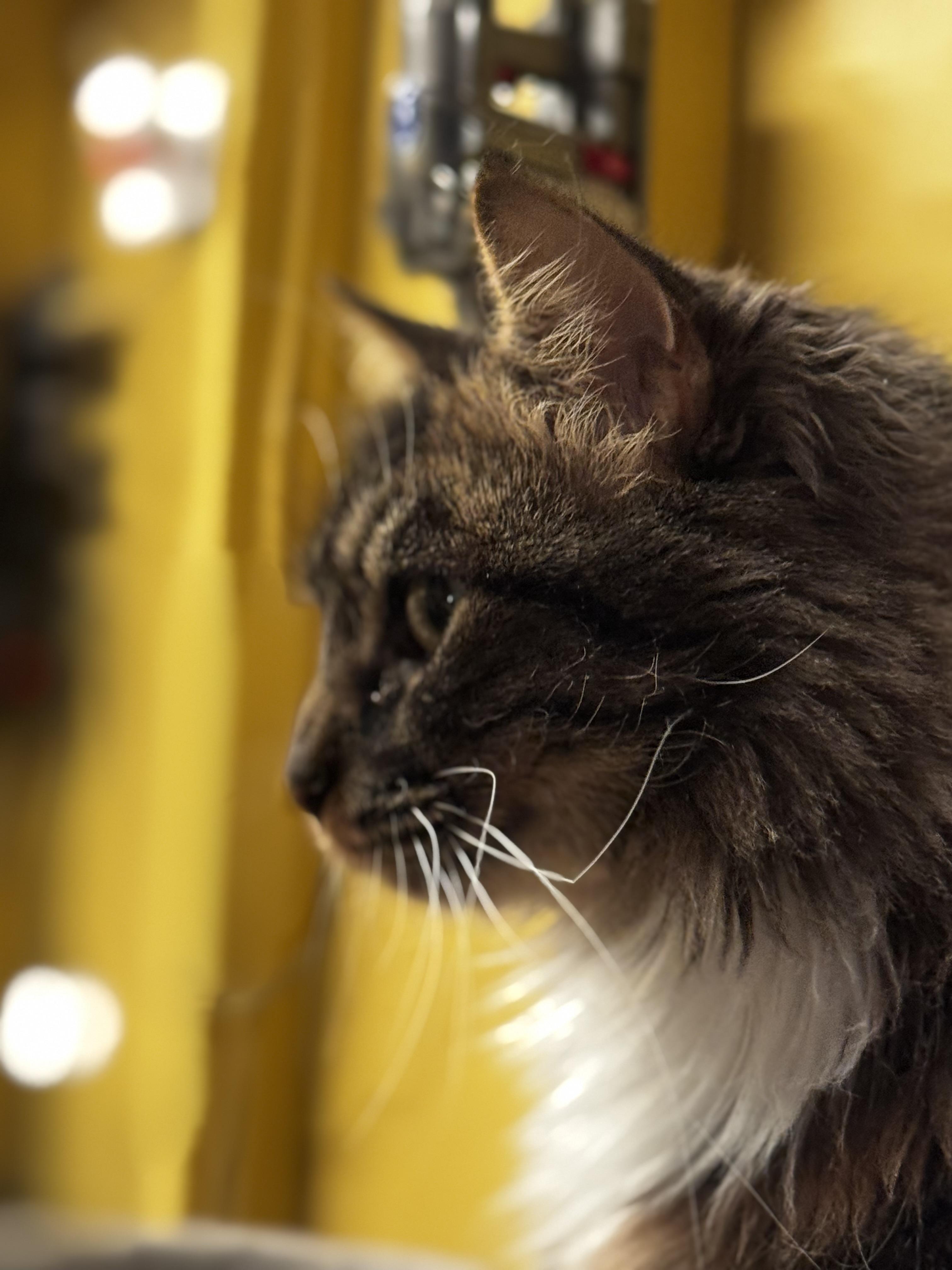 Enlarge Tortellini, a ADOPTABLE Domestic Long Hair in MABLETON, GA image 5/5