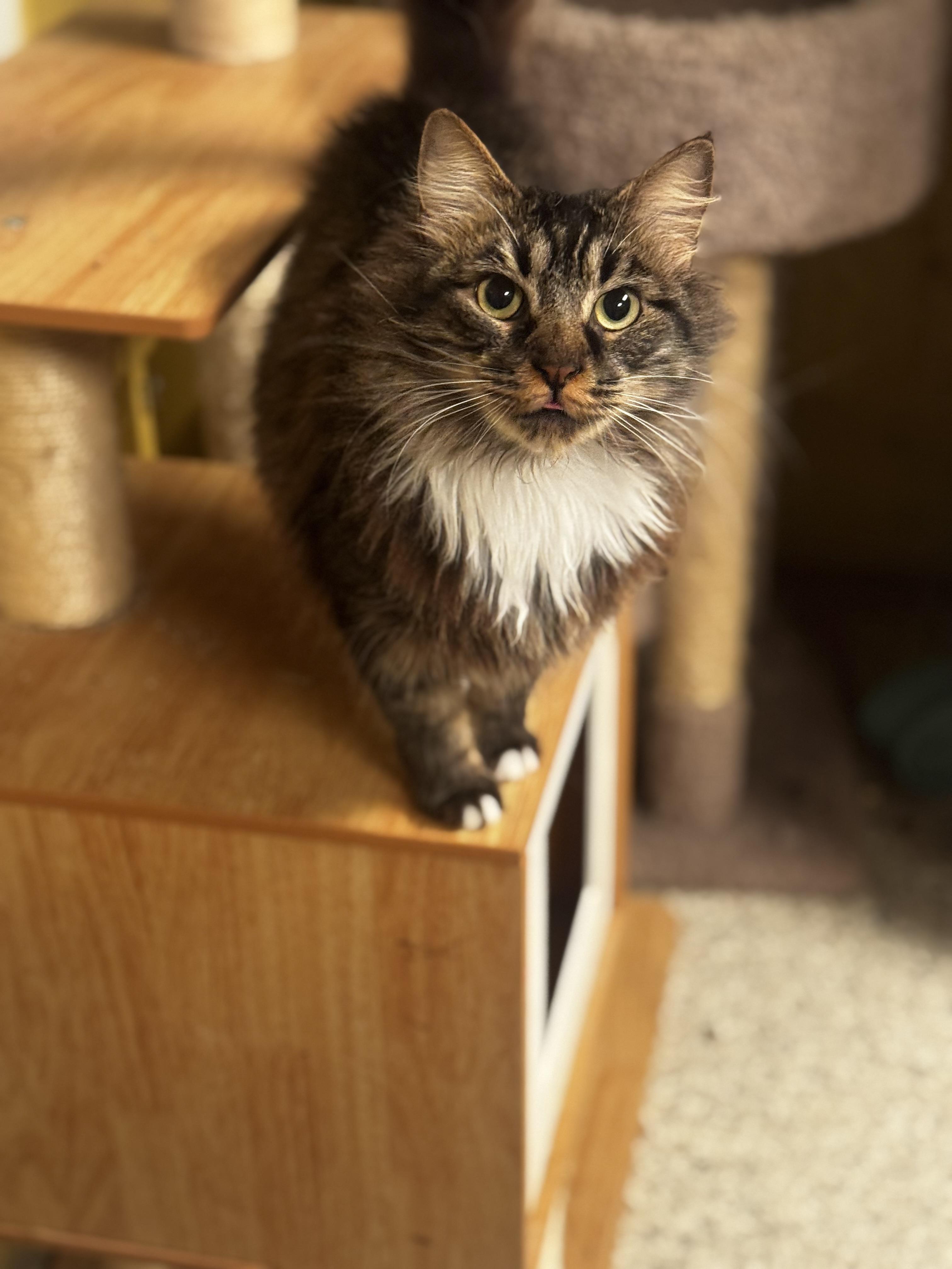 Enlarge Tortellini, a ADOPTABLE Domestic Long Hair in MABLETON, GA image 3/5