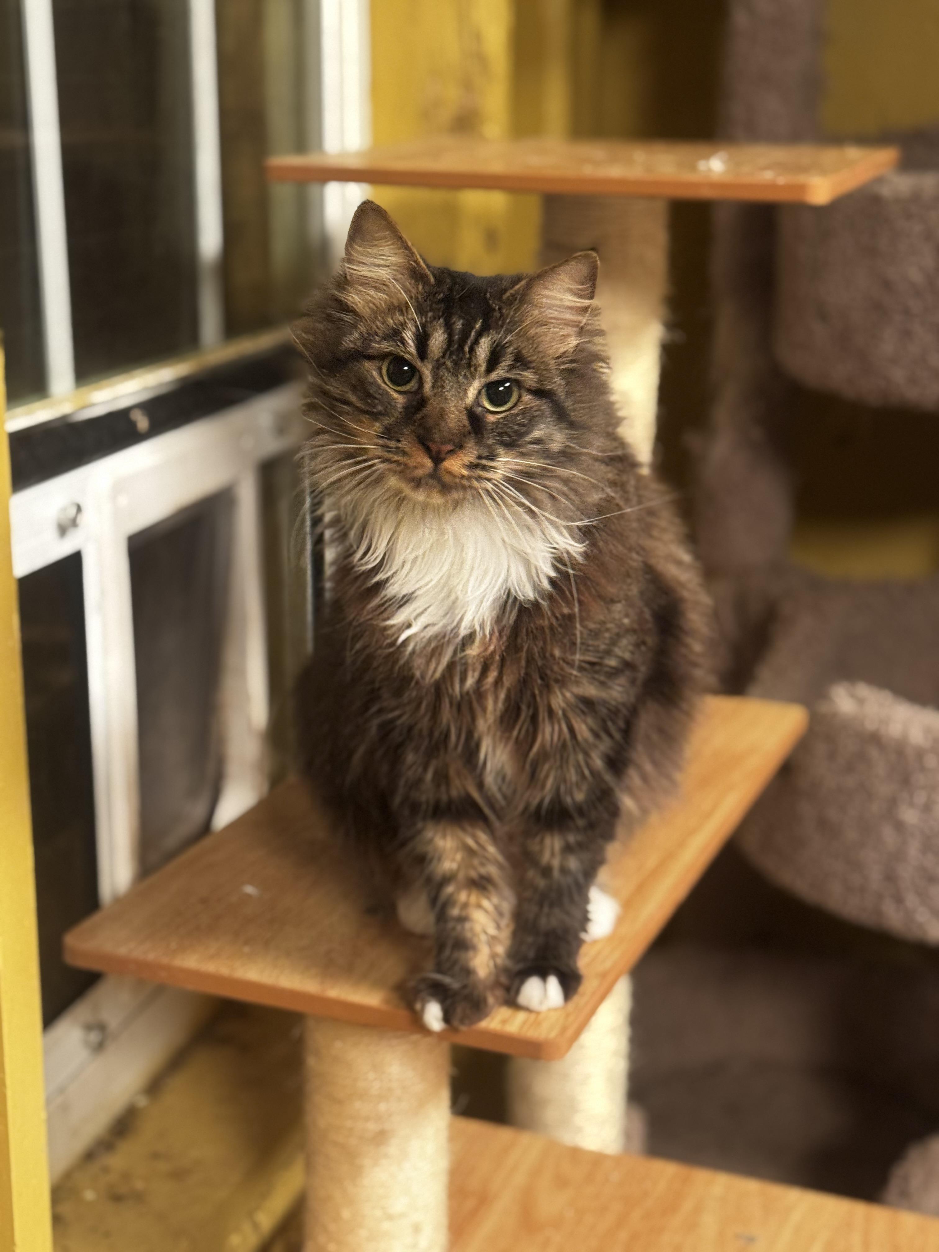 Enlarge Tortellini, a ADOPTABLE Domestic Long Hair in MABLETON, GA image 1/5
