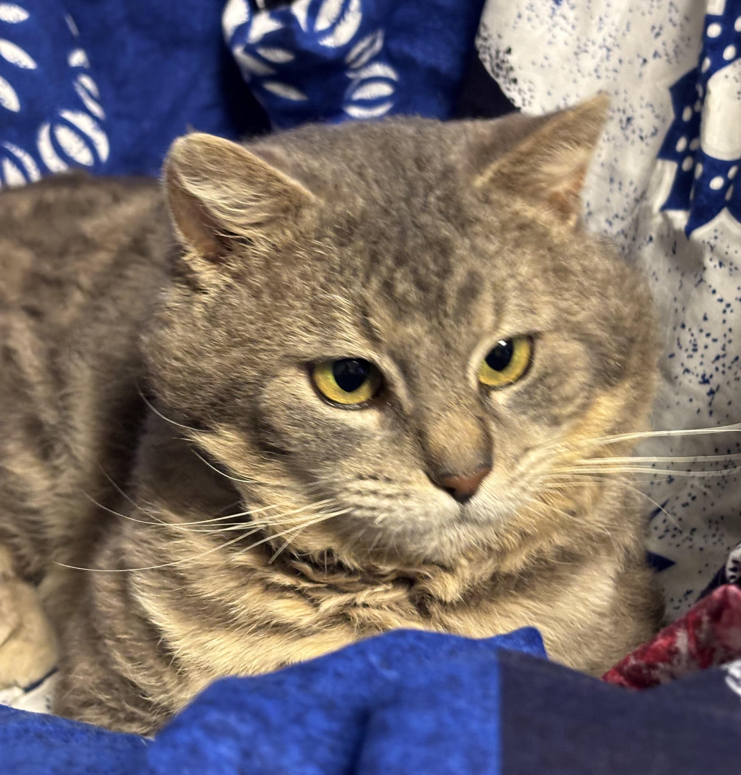 Murry (FIV+), an adoptable Domestic Short Hair in Puyallup, WA, 98371 | Photo Image 2