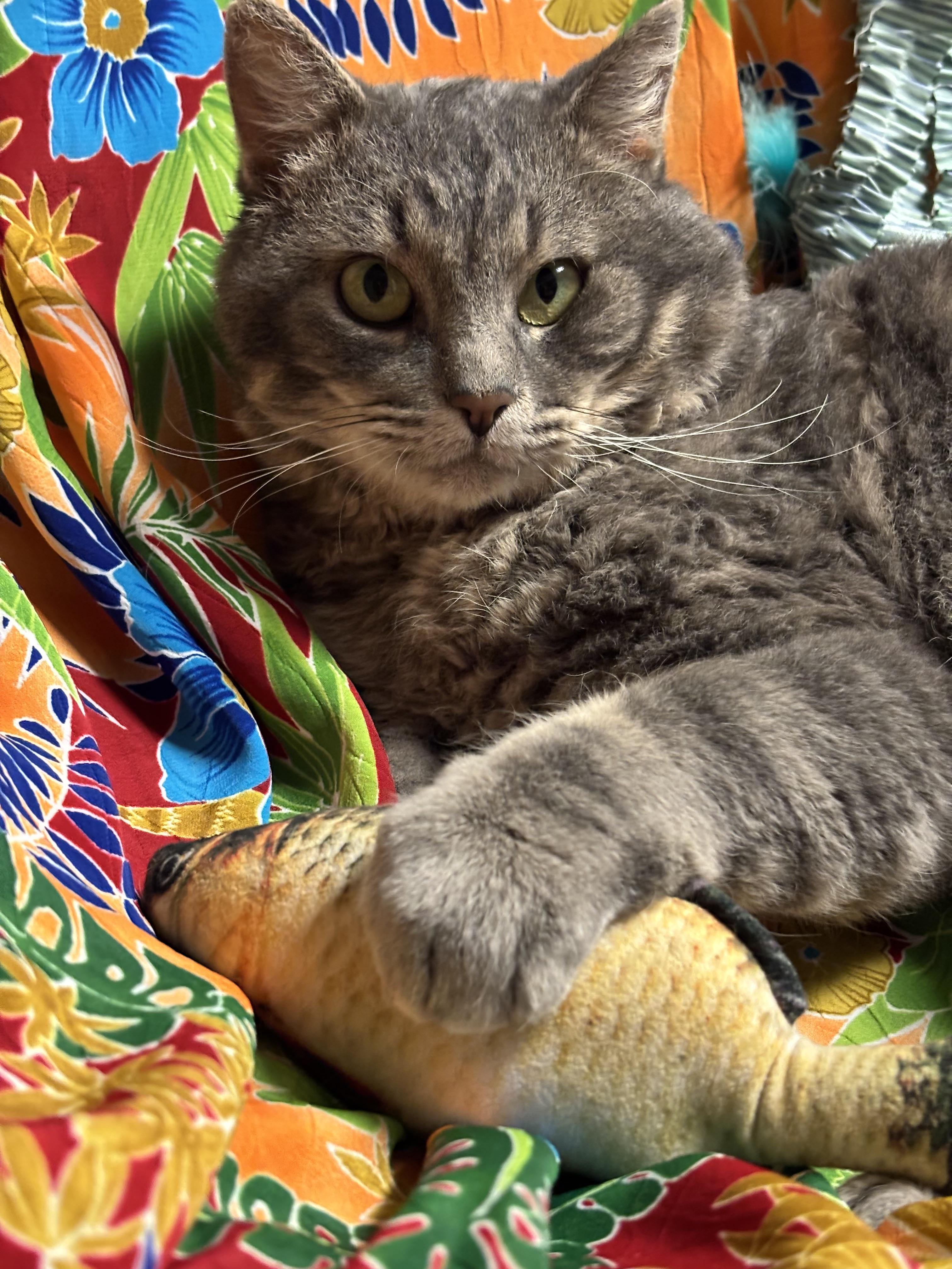 Murry (FIV+), an adoptable Domestic Short Hair in Puyallup, WA, 98371 | Photo Image 4
