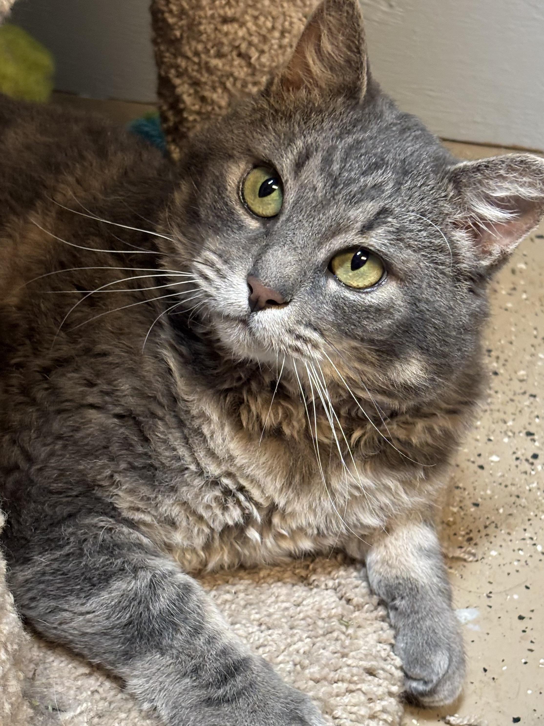 Murry (FIV+), an adoptable Domestic Short Hair in Puyallup, WA, 98371 | Photo Image 1