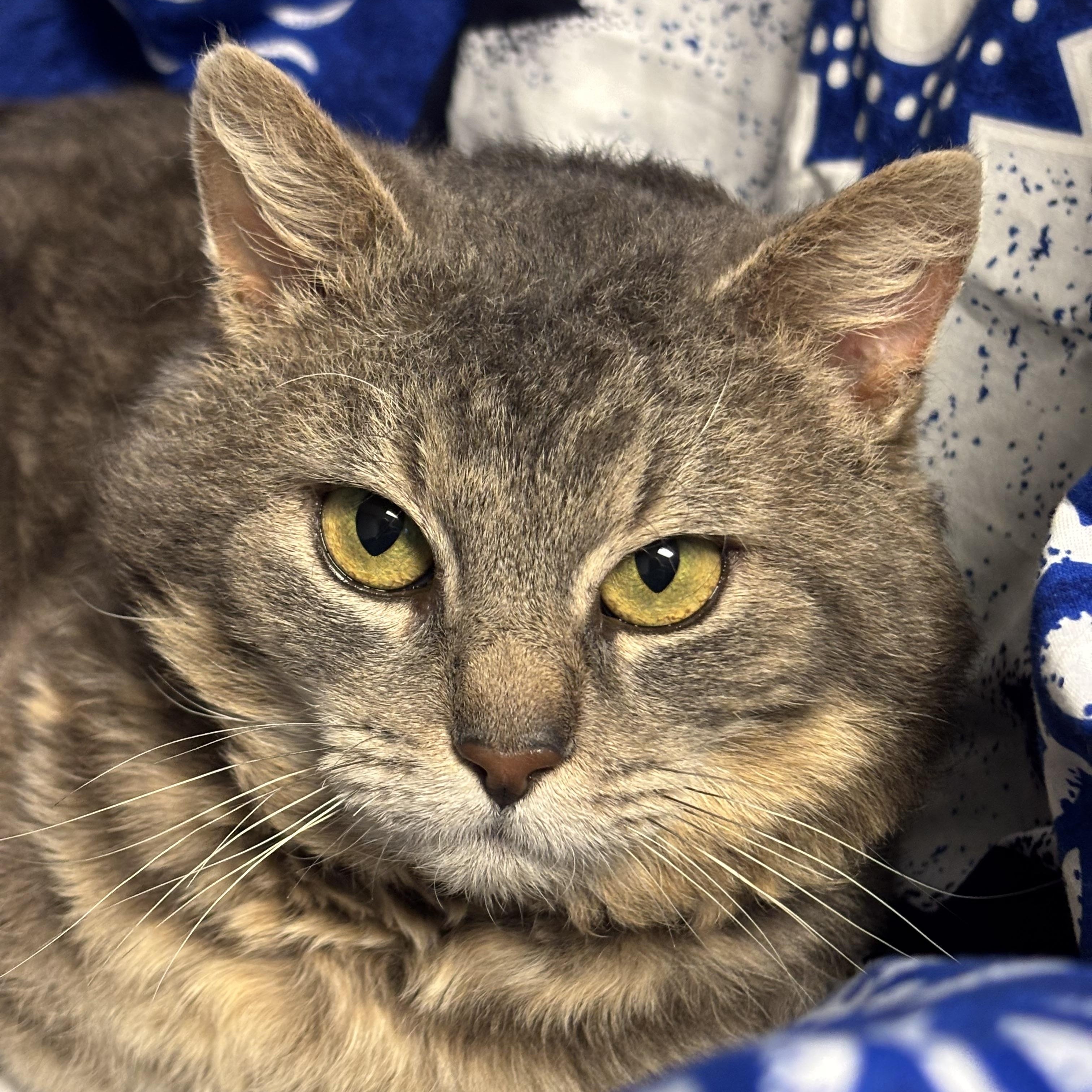 Murry (FIV+), an adoptable Domestic Short Hair in Puyallup, WA, 98371 | Photo Image 1