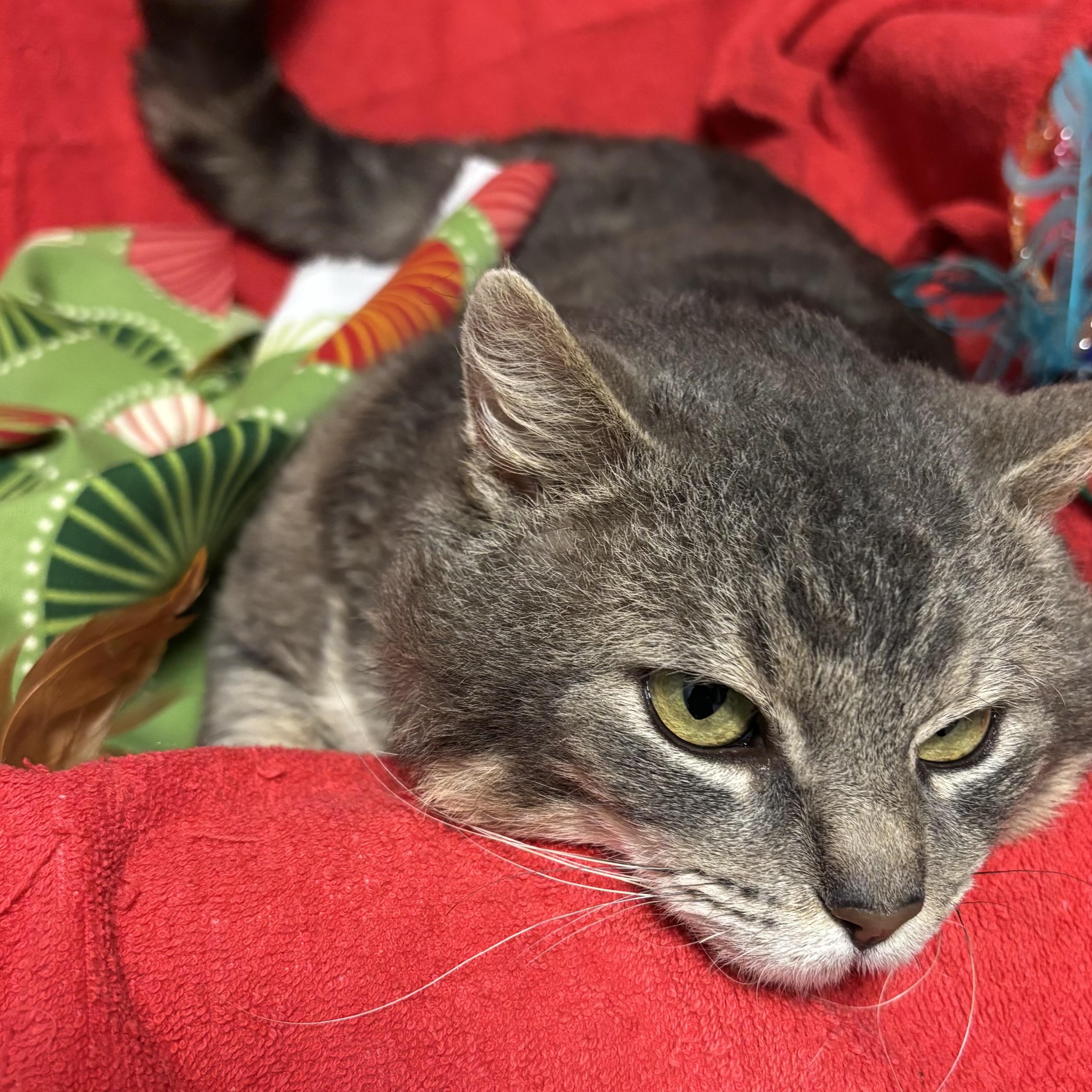 Murry (FIV+), an adoptable Domestic Short Hair in Puyallup, WA, 98371 | Photo Image 3