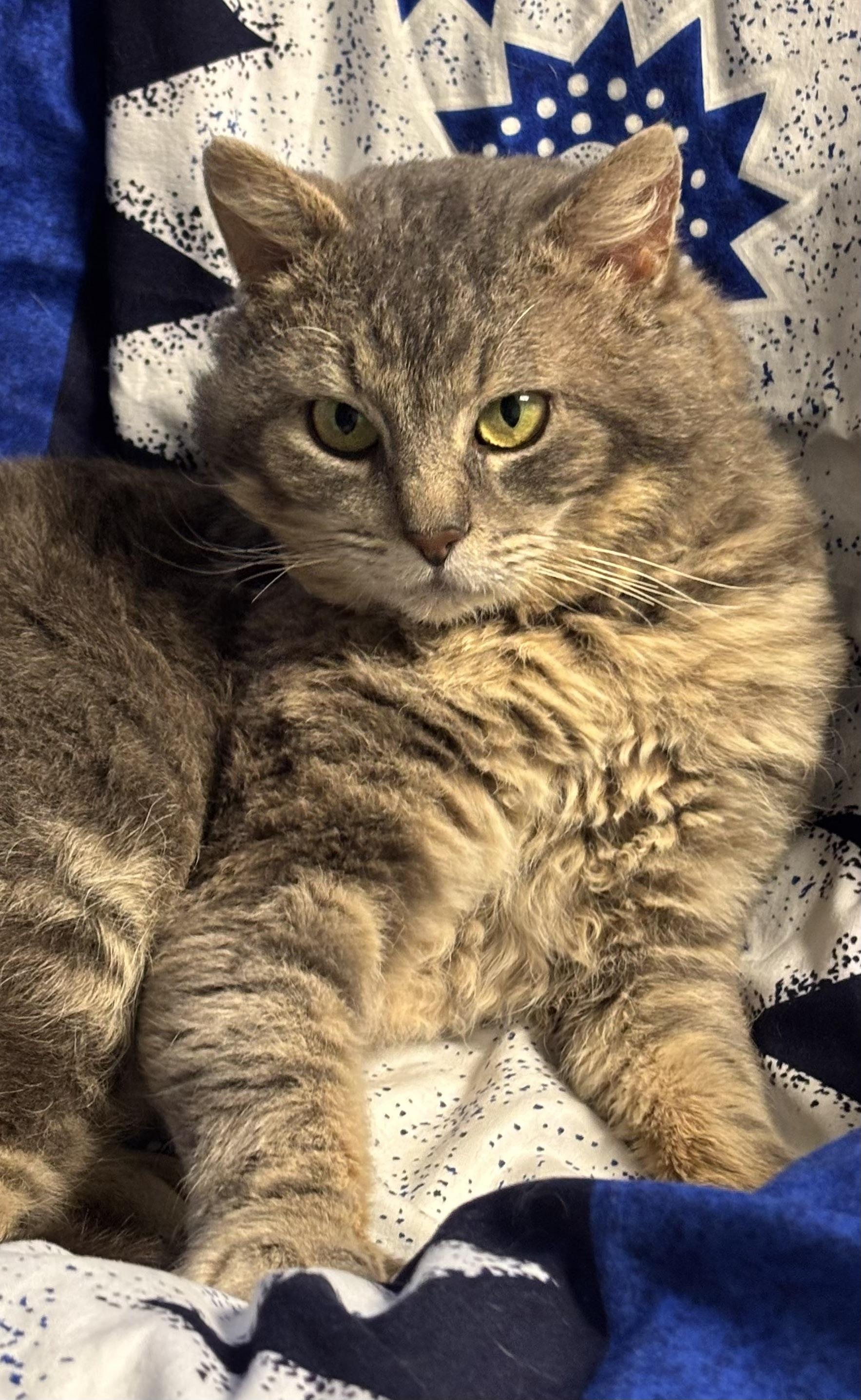 Murry (FIV+), an adoptable Domestic Short Hair in Puyallup, WA, 98371 | Photo Image 4