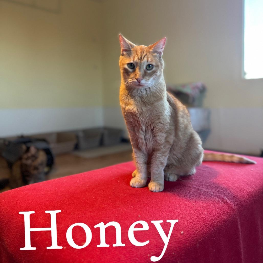 Enlarge Honey, a Adoptable Domestic Short Hair in Tucson, AZ image 1/1
