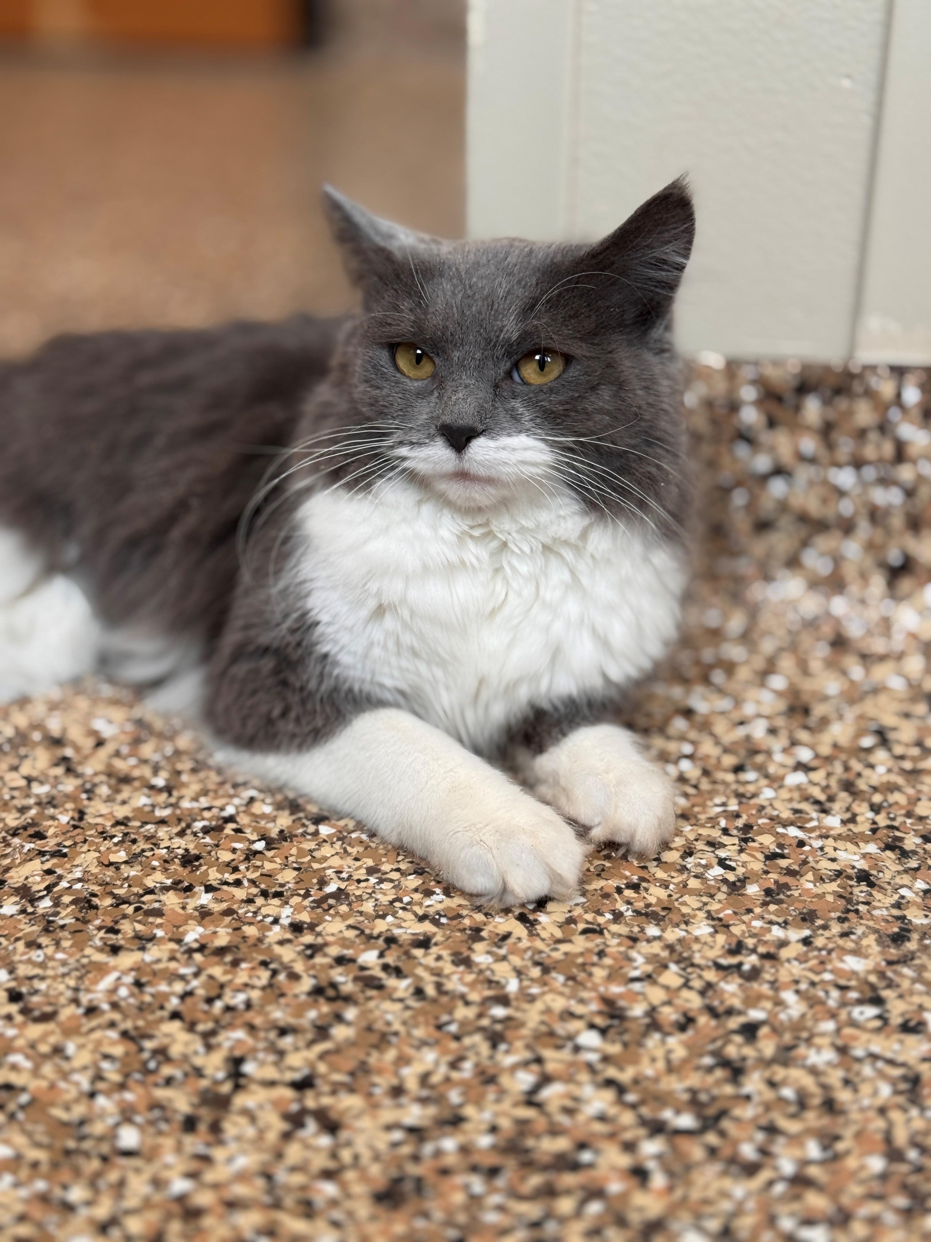Enlarge Squeaks, an adopted Domestic Medium Hair in Hackensack, MN image 5/5