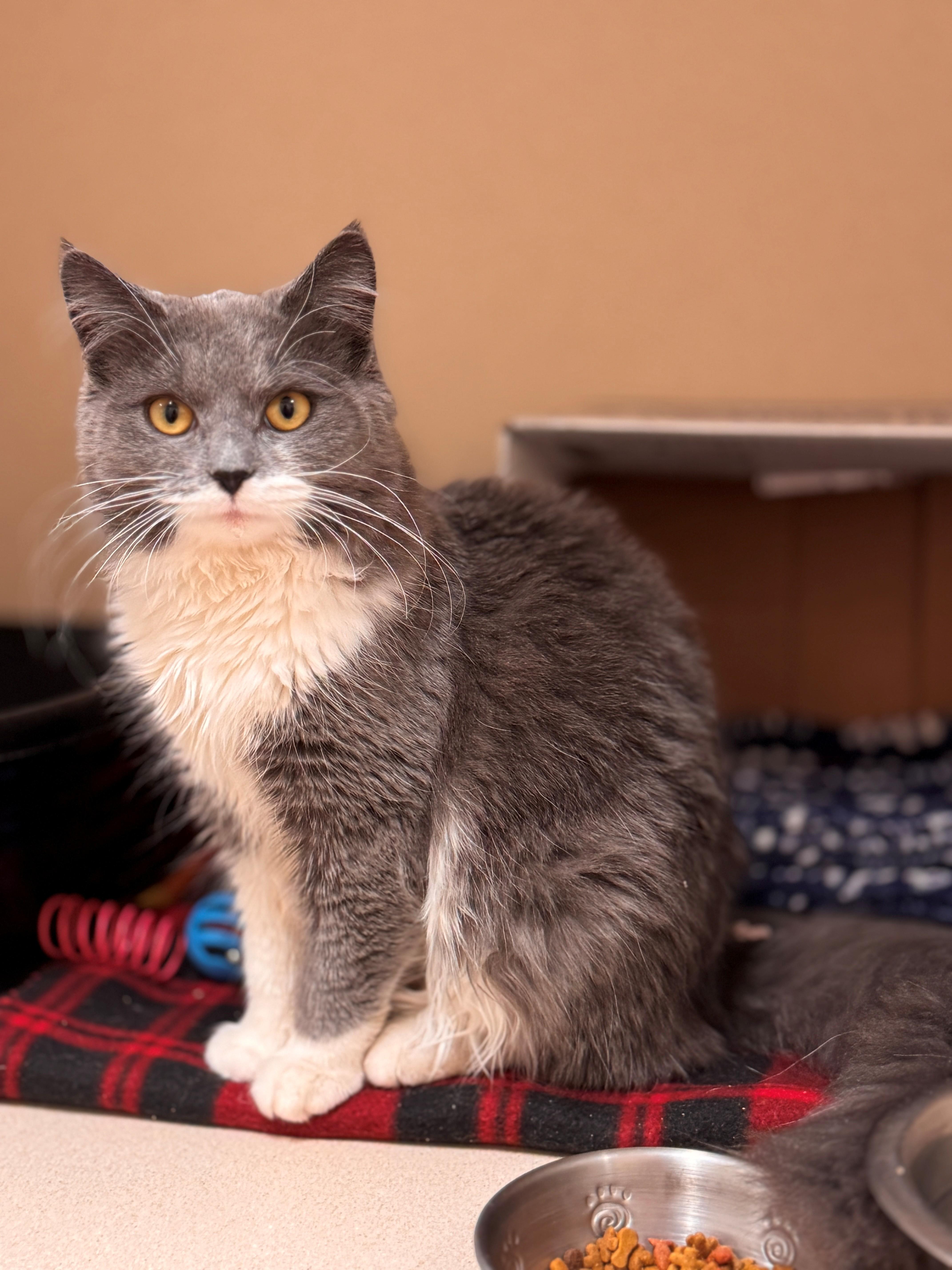 Enlarge Squeaks, an adopted Domestic Medium Hair in Hackensack, MN image 3/5