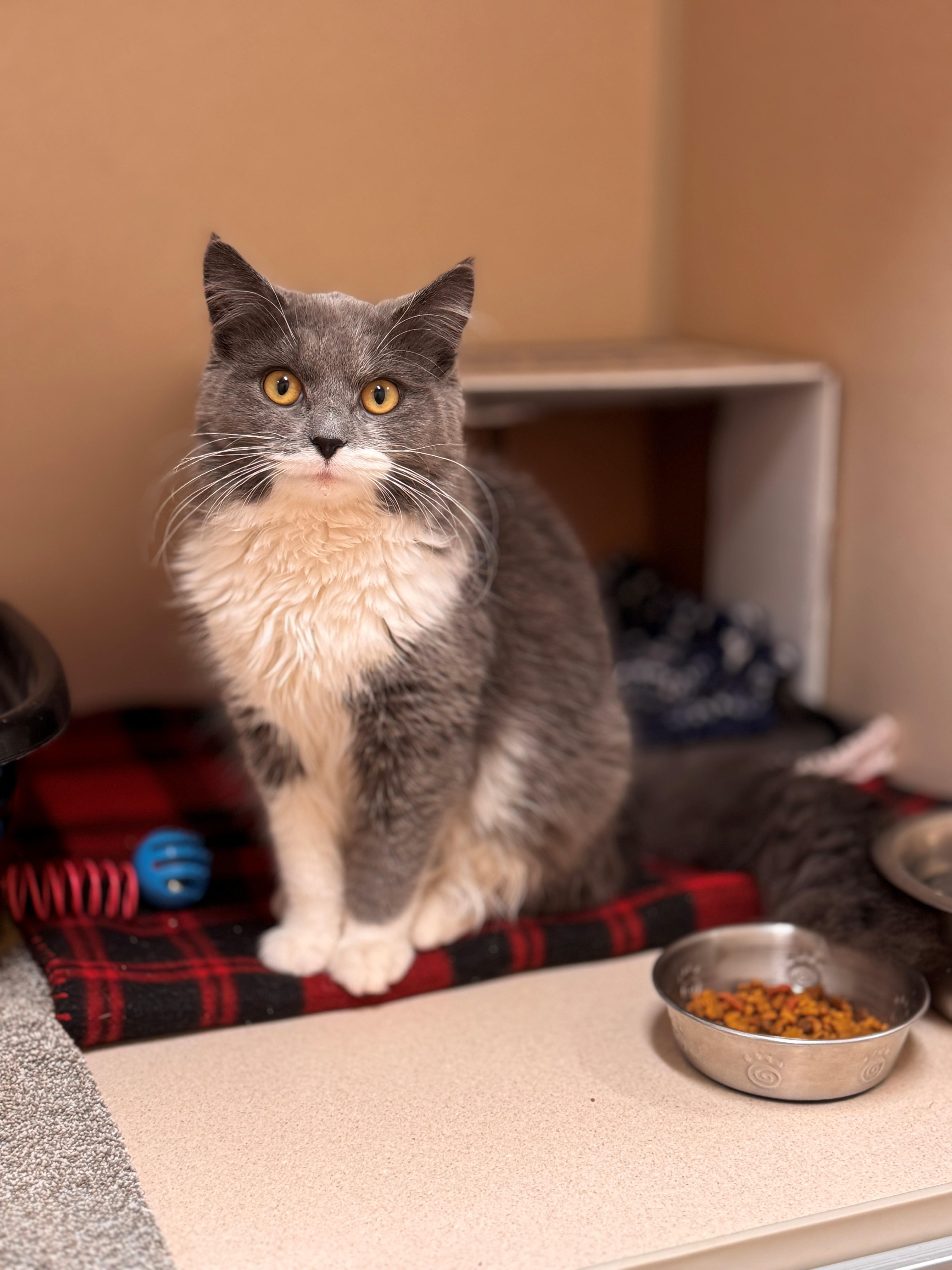 Enlarge Squeaks, an adopted Domestic Medium Hair in Hackensack, MN image 4/5