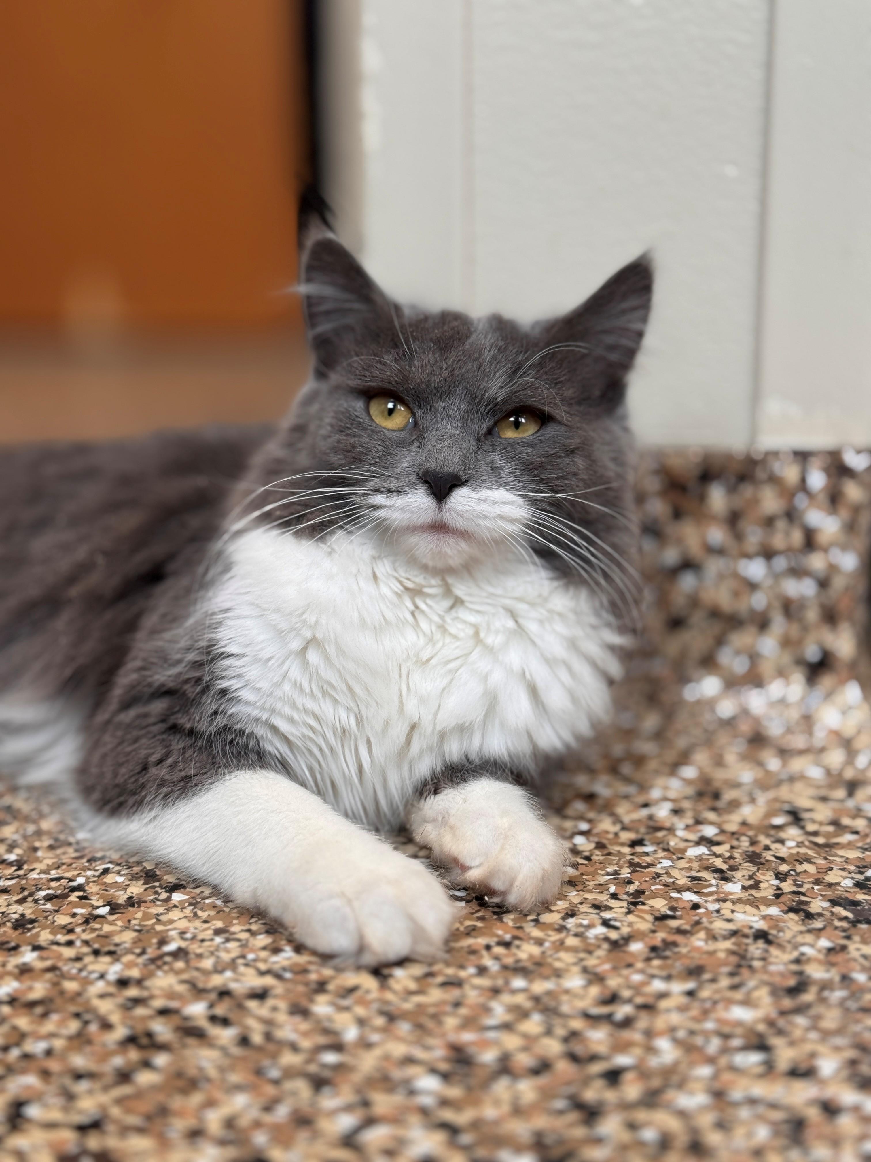 Enlarge Squeaks, an adopted Domestic Medium Hair in Hackensack, MN image 2/5