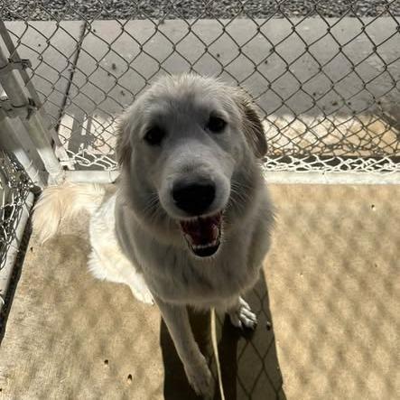 Enlarge 26-1268, a Adoptable Great Pyrenees in Los Banos, CA image 1/2