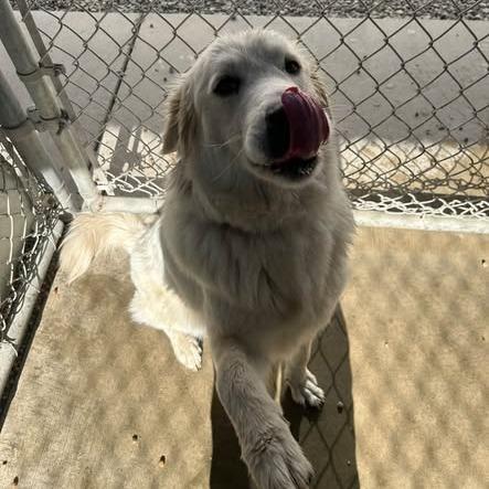 Enlarge 26-1268, a Adoptable Great Pyrenees in Los Banos, CA image 2/2