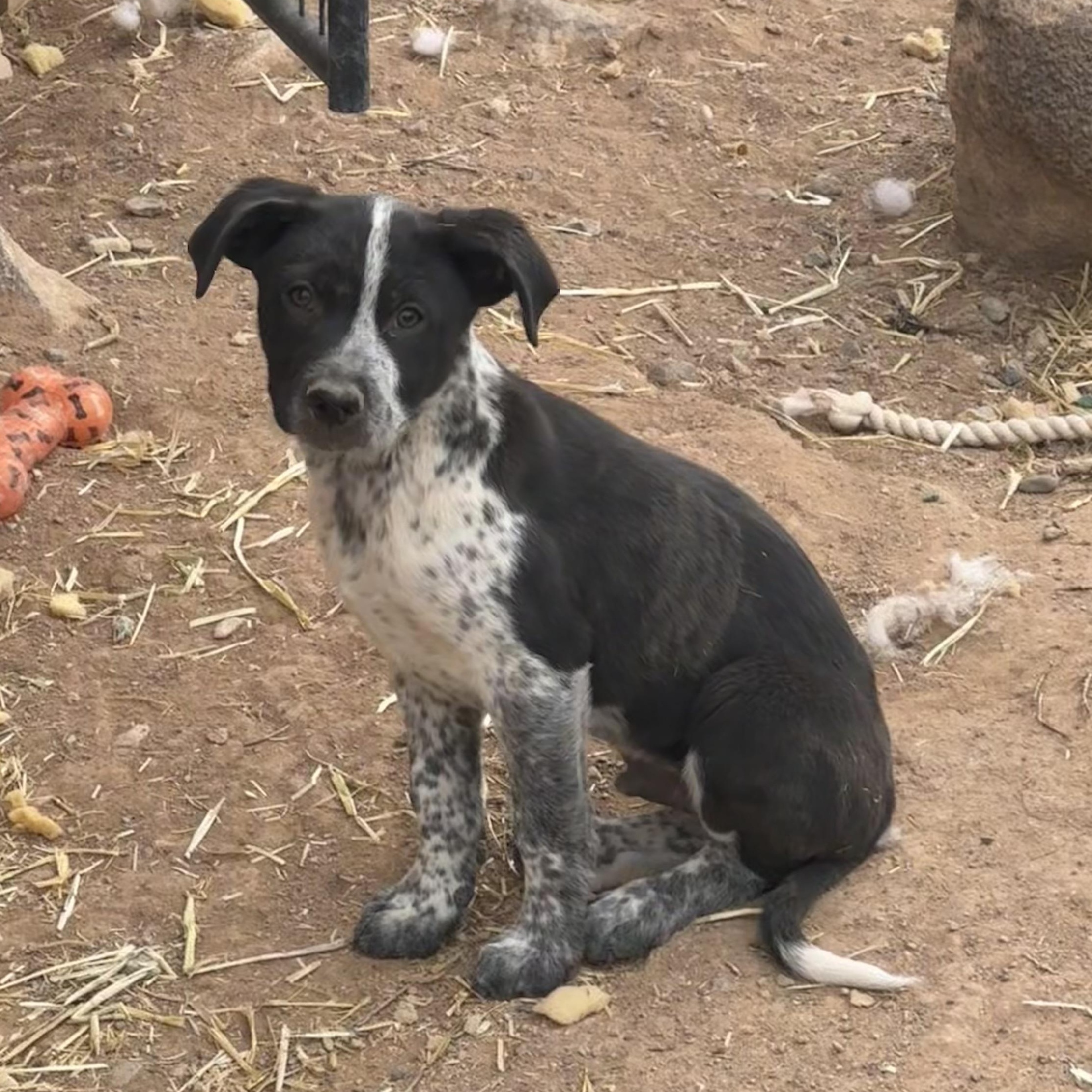 Meowth, an adoptable Hound in Carson, NM, 87517 | Photo Image 2