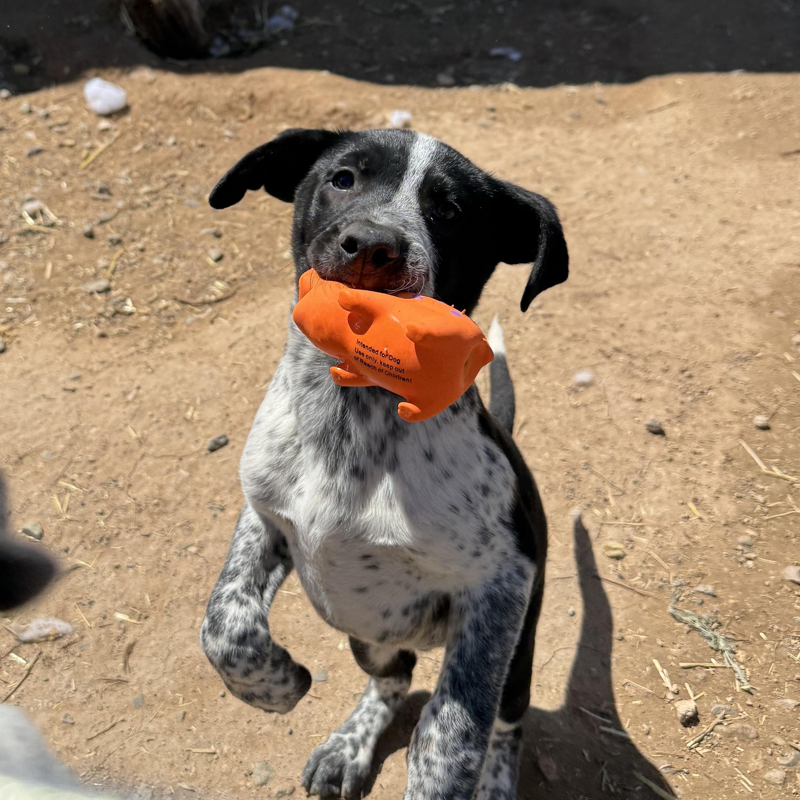 Meowth, an adoptable Hound in Carson, NM, 87517 | Photo Image 3