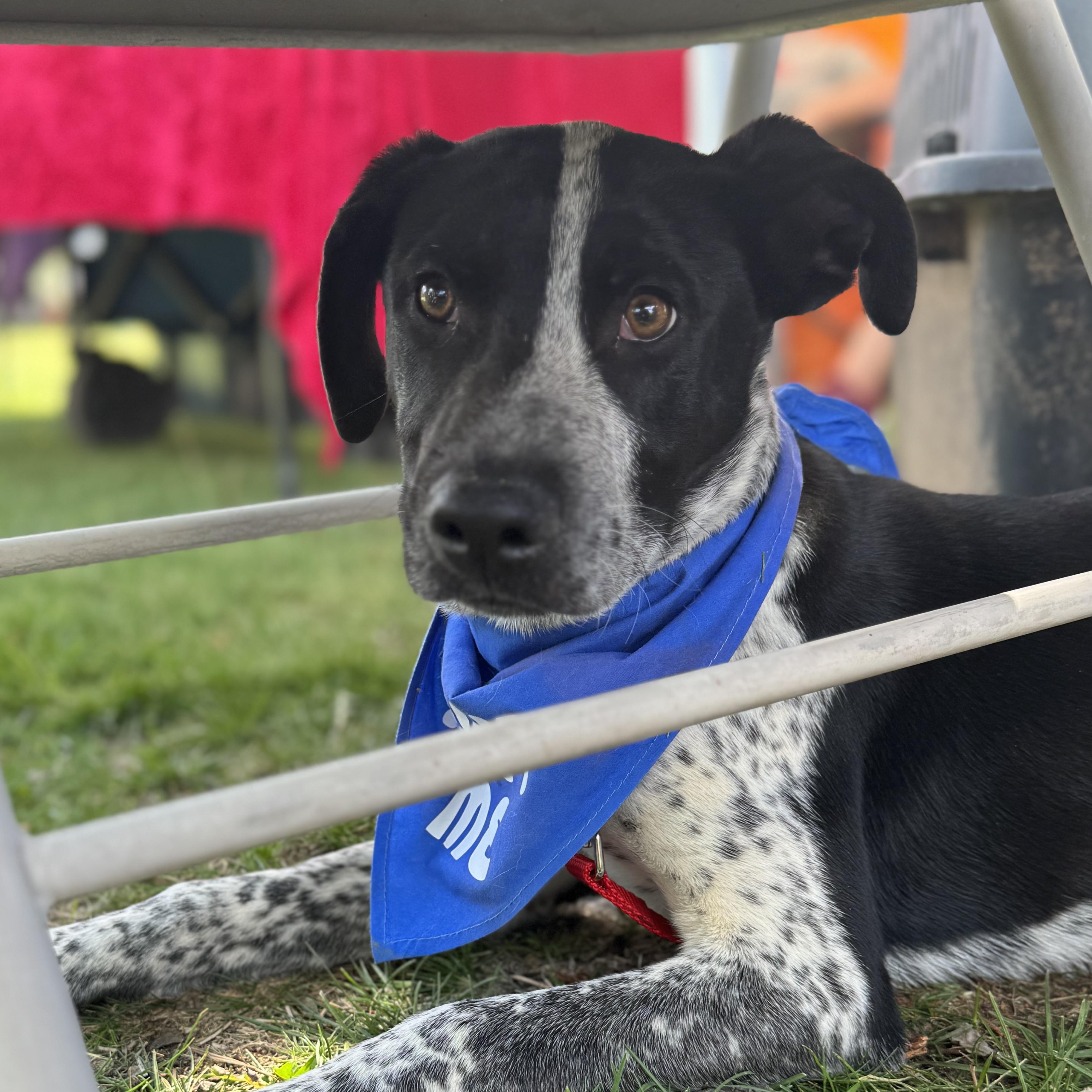 Meowth, Adoptable, Puppy Male Hound.