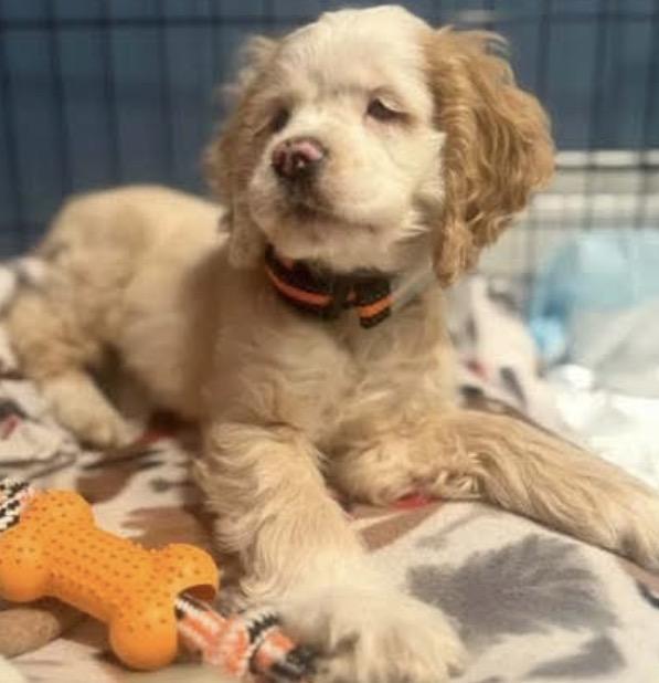 Marshall, adoptable, Young Male Cocker Spaniel.