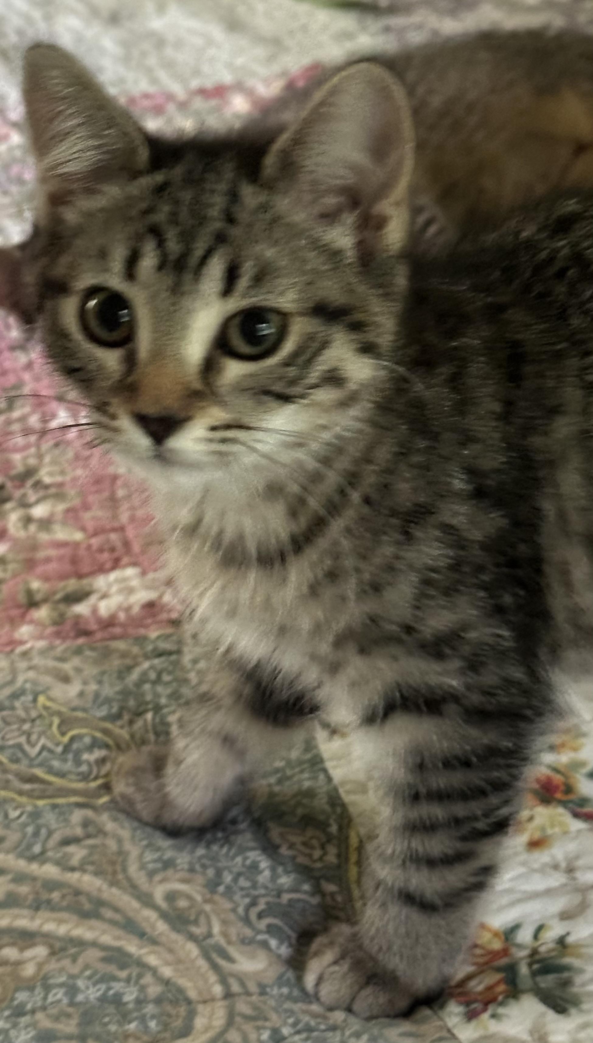 Enlarge Crackle, a Adoptable Domestic Short Hair in Mineral Point, WI image 3/4