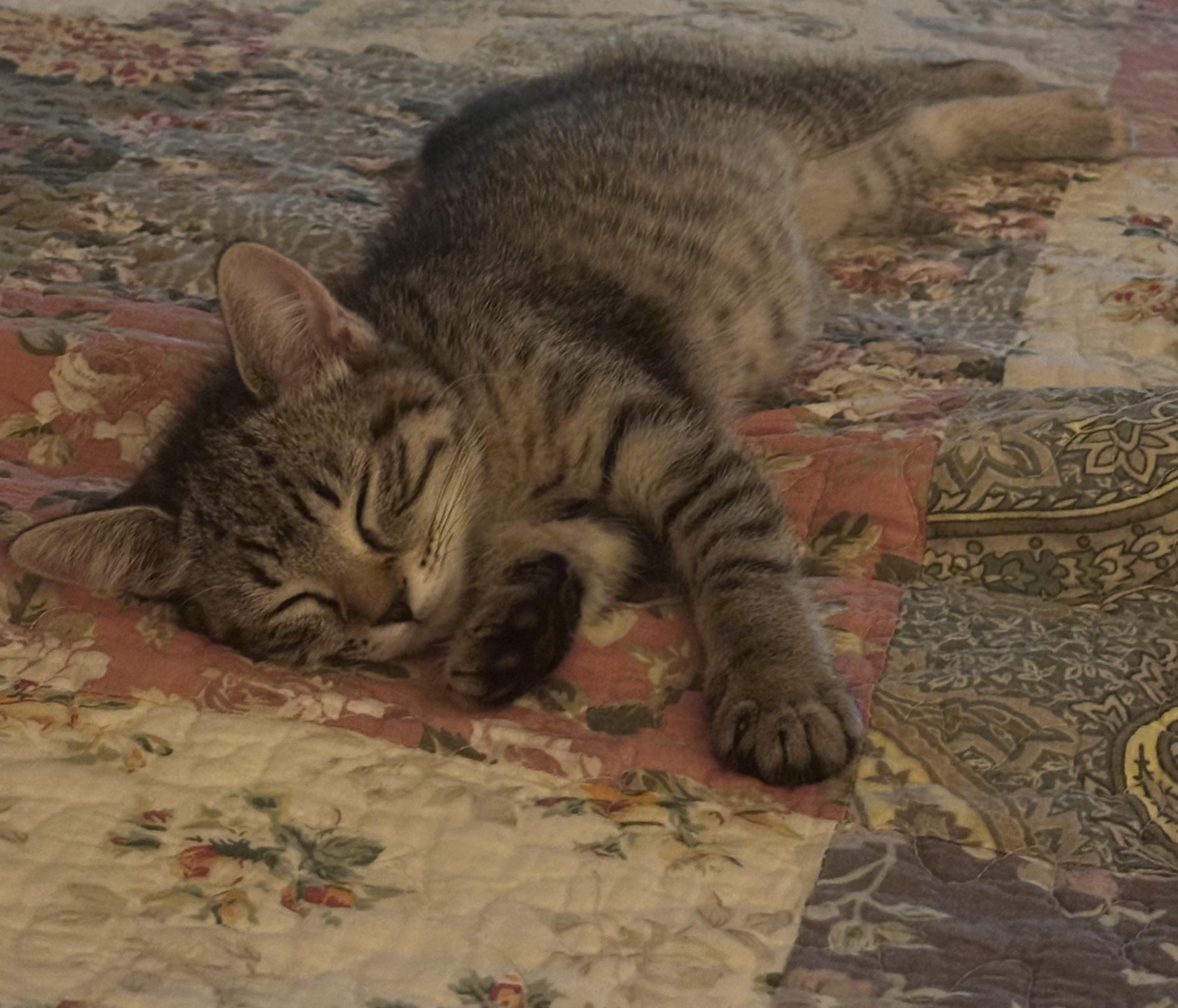Enlarge Crackle, a Adoptable Domestic Short Hair in Mineral Point, WI image 2/4