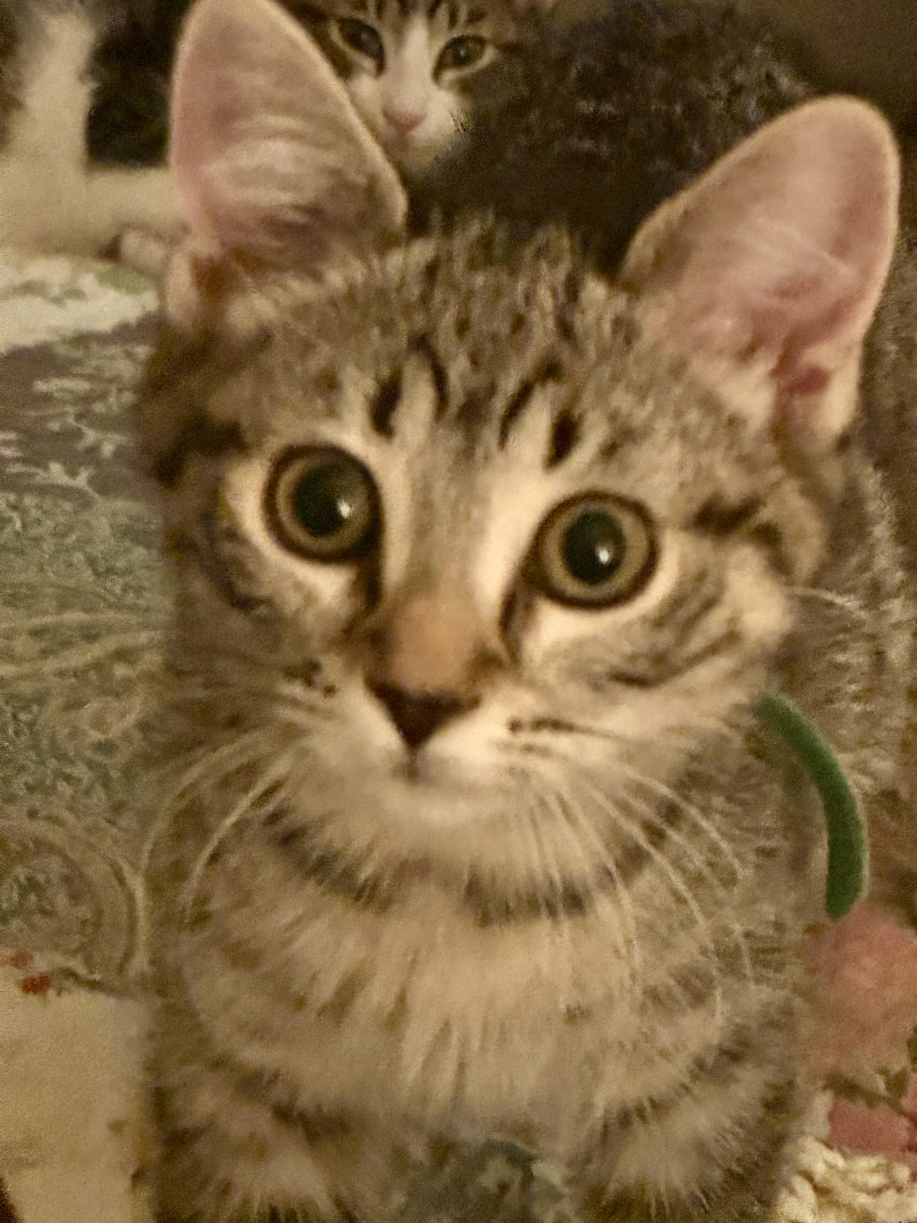 Crackle, Adoptable, Kitten Female Domestic Short Hair.