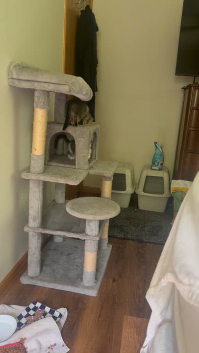 Enlarge Crackle, a Adoptable Domestic Short Hair in Mineral Point, WI video 4/4