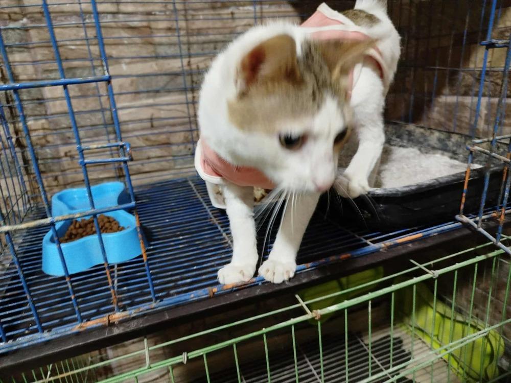 Enlarge Labubu, a Adoptable mixed breed in WOLCOTT, CT image 1/3