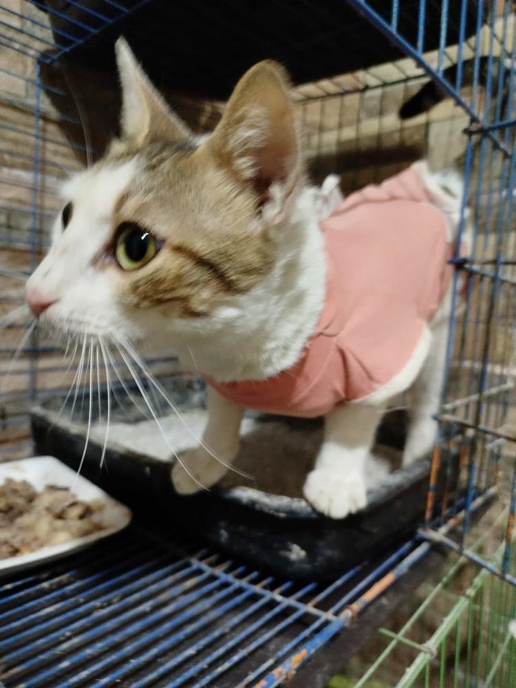 Enlarge Labubu, a Adoptable mixed breed in WOLCOTT, CT image 2/3