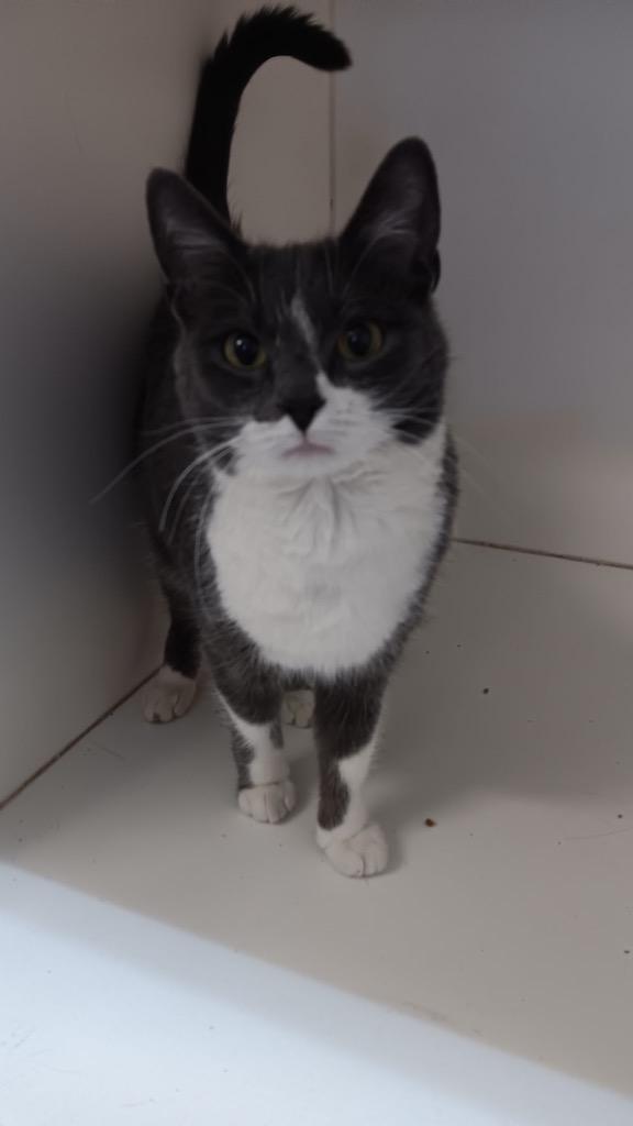 Olive, Adoptable, Kitten Female Domestic Short Hair.